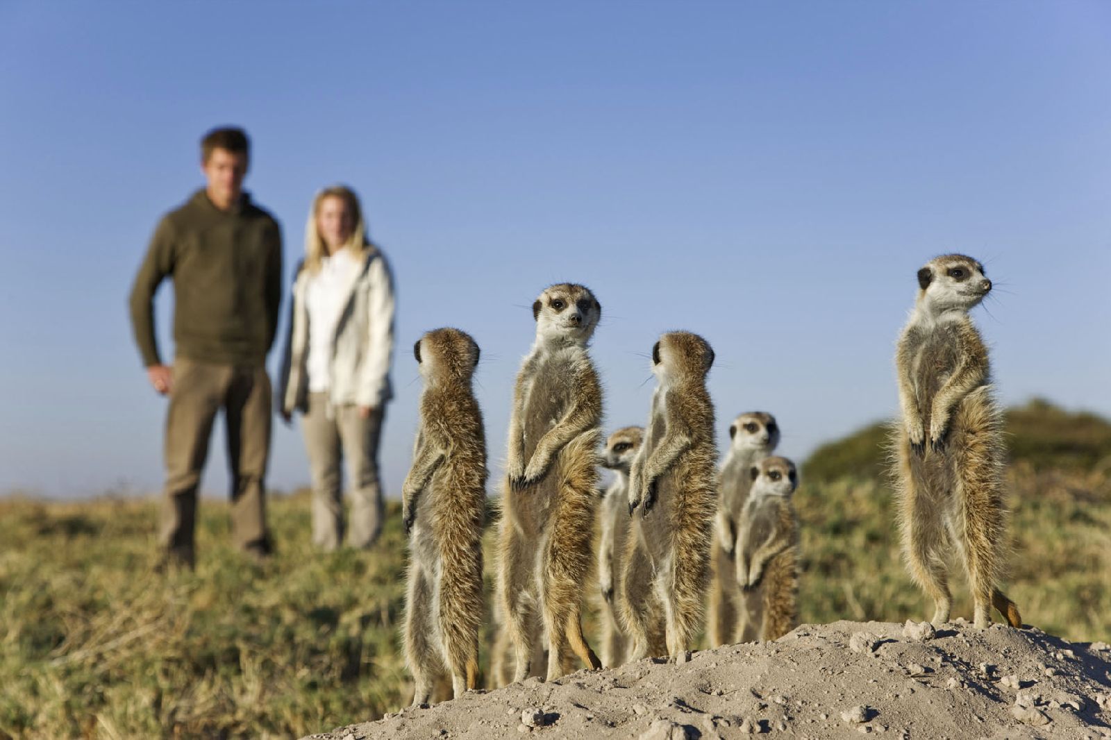 Meercat encounters at Jacks Camp Botswana