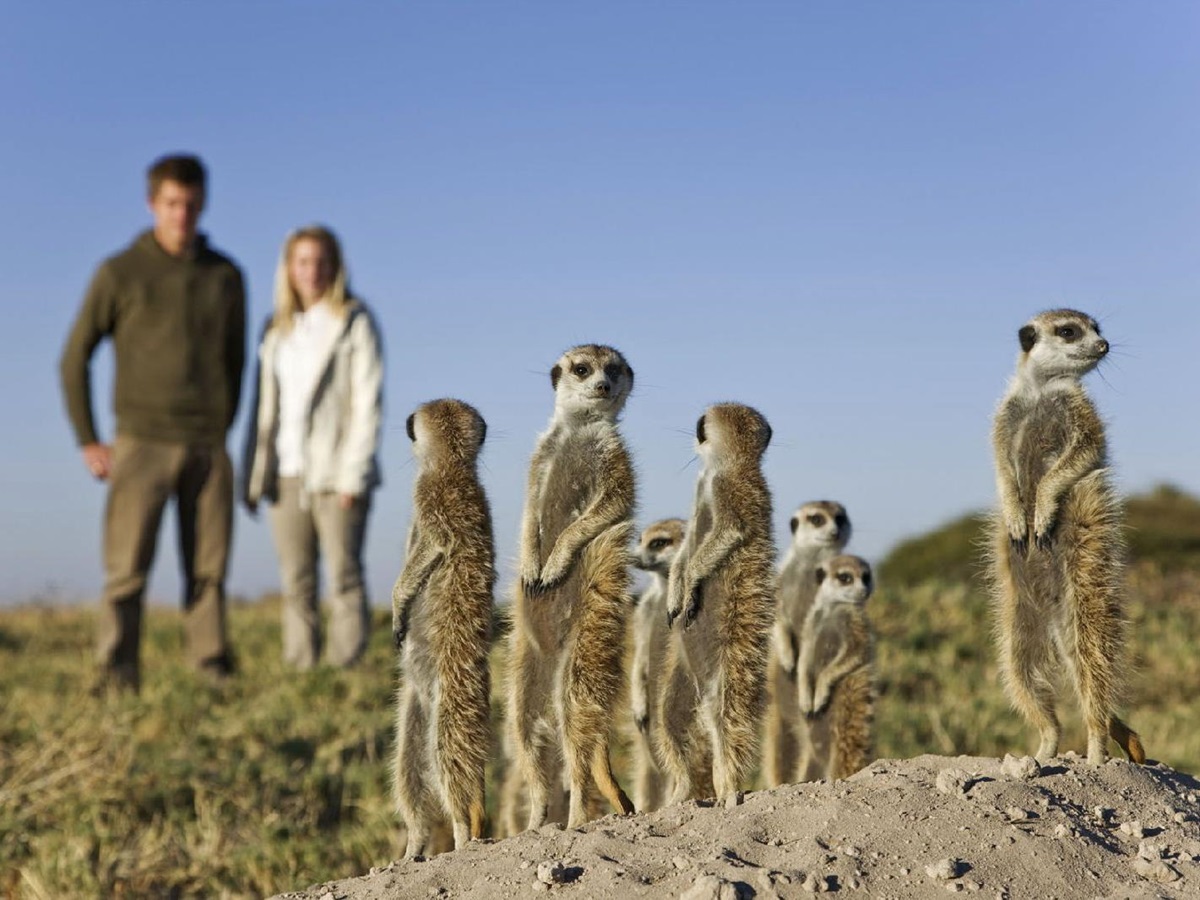 Meercat encounters at Jacks Camp Botswana