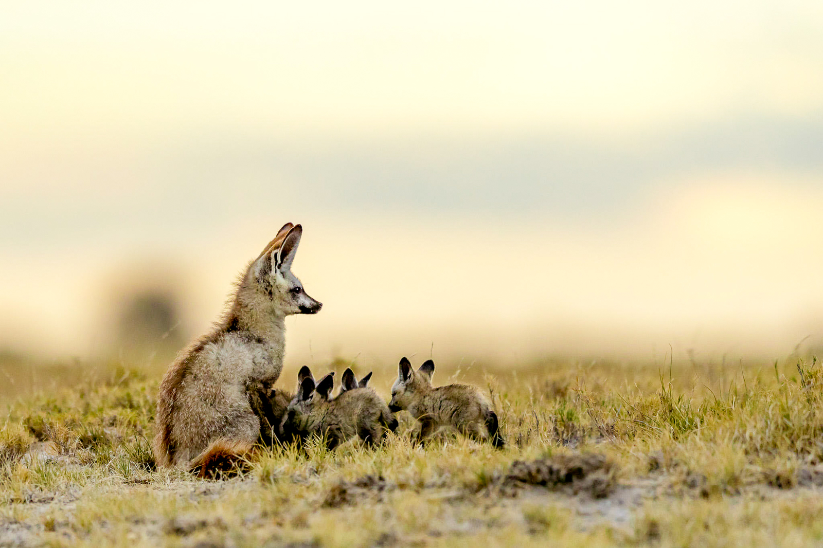 Bat Eared Dog spotted in the Makgadikgadi Pans National Park from Jack's Private Camp