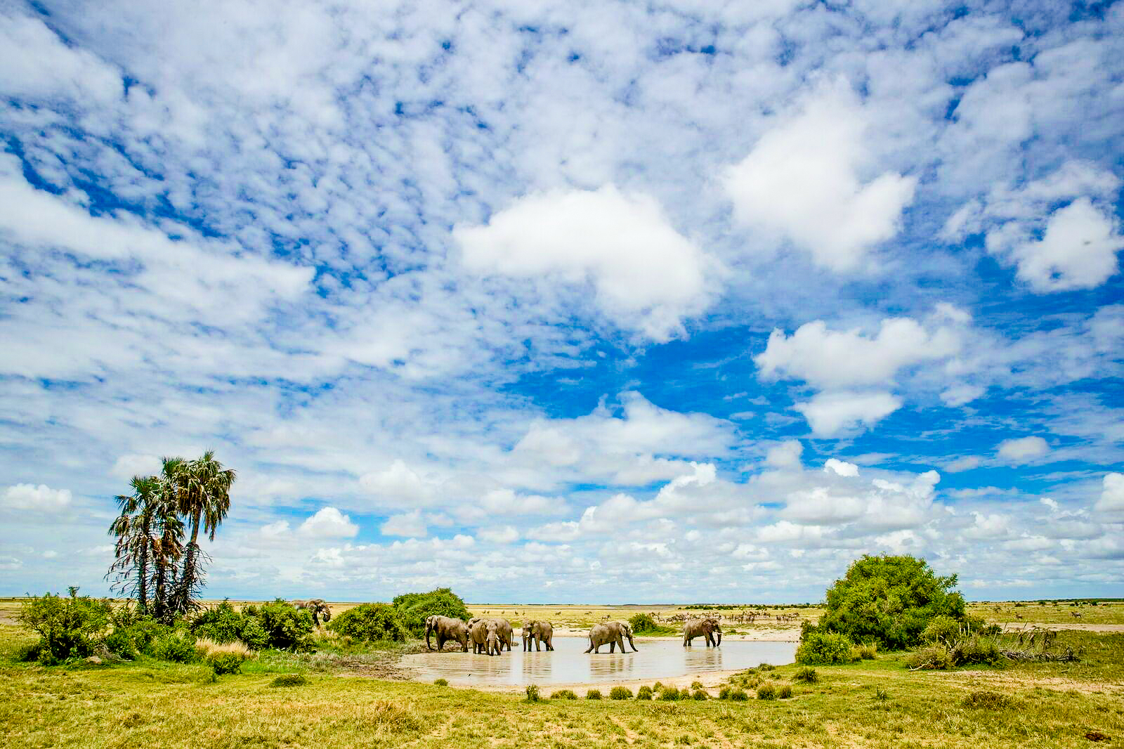 Elephants spotted in the Makgadikgadi Pans National Park near Jack's Private Camp