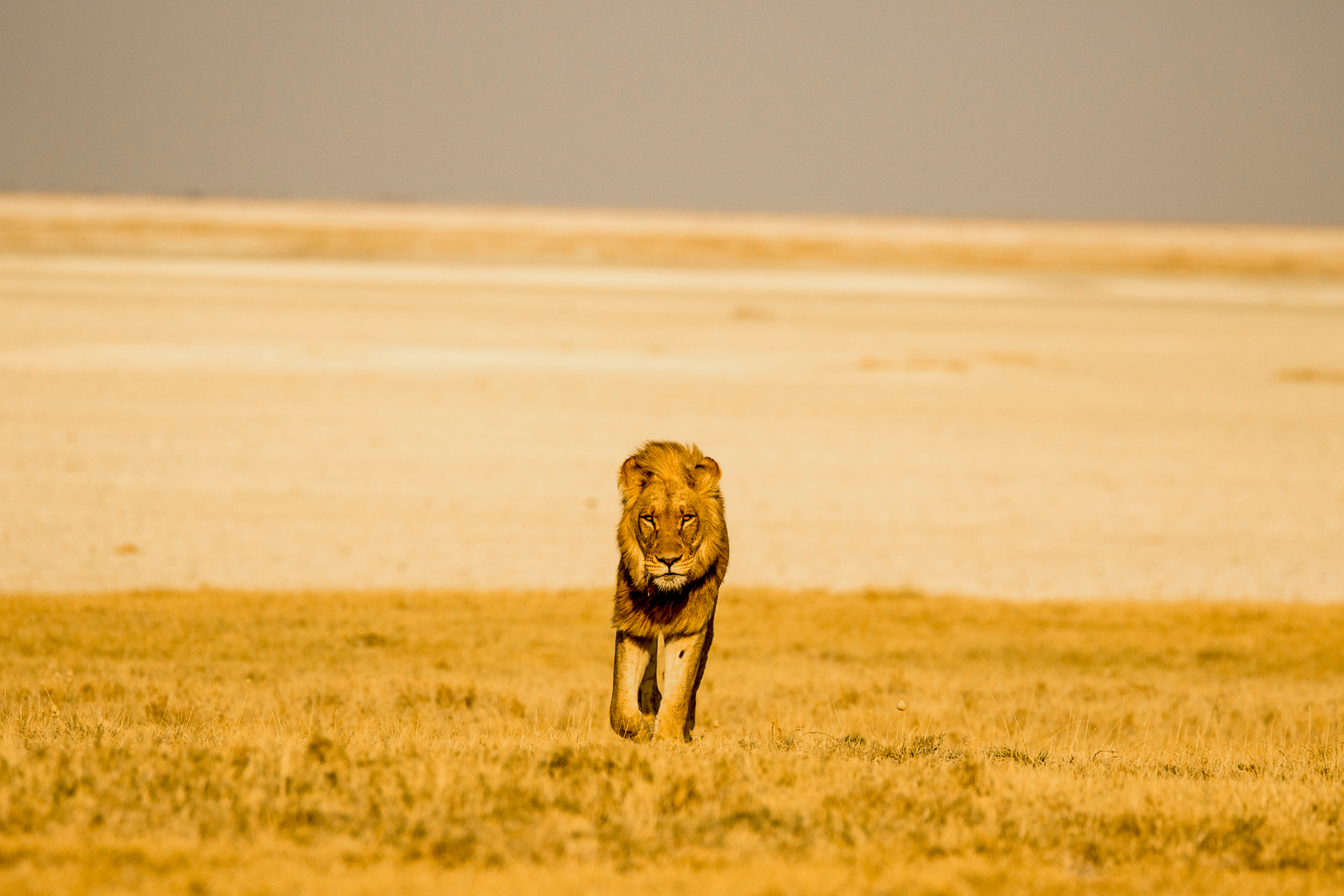A lion spotted near Jack's Private Camp in the Makgadikgadi Pans National Park