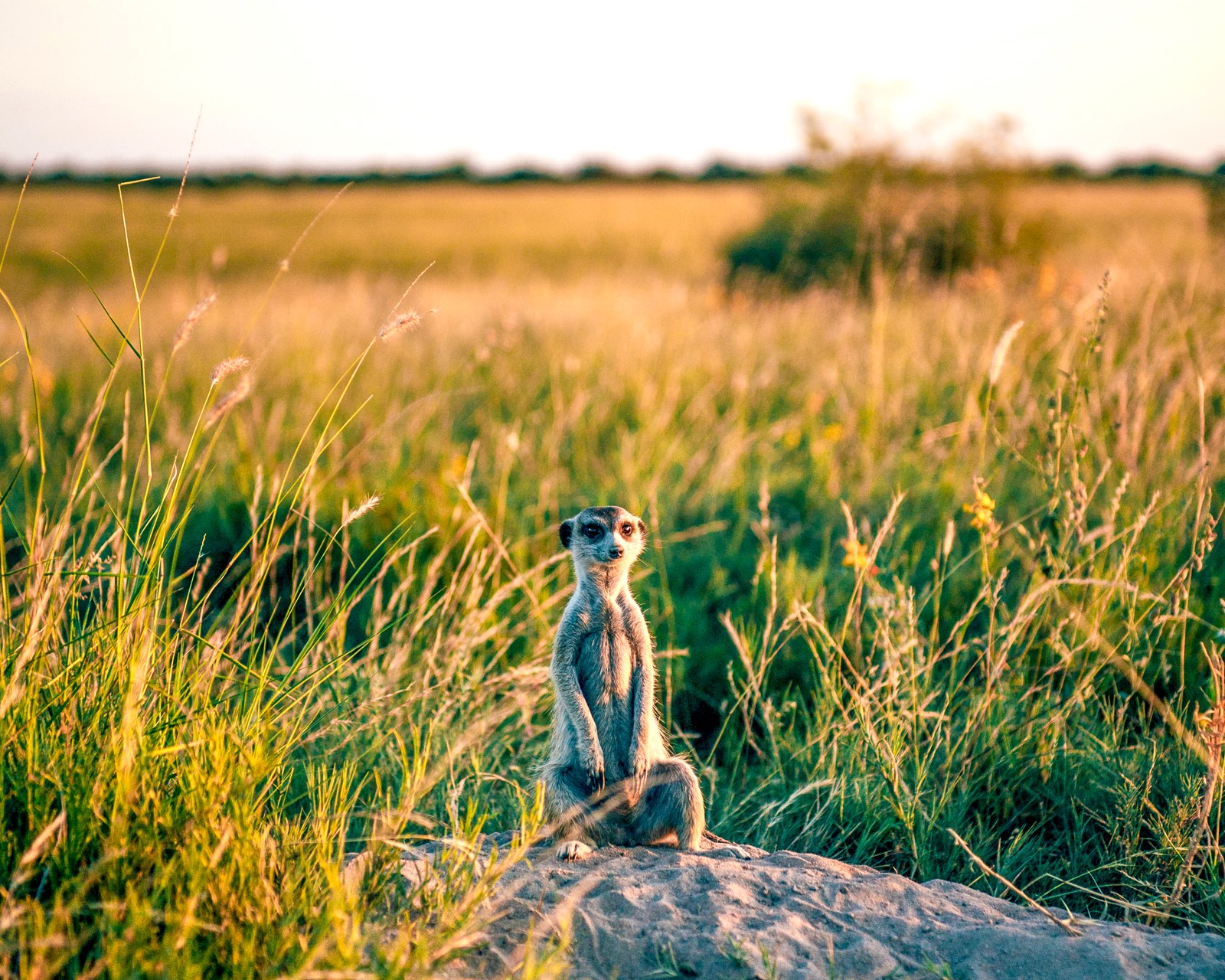 A meerkat spotted near Jack's Private Camp in Makgadikgadi Pans National Park