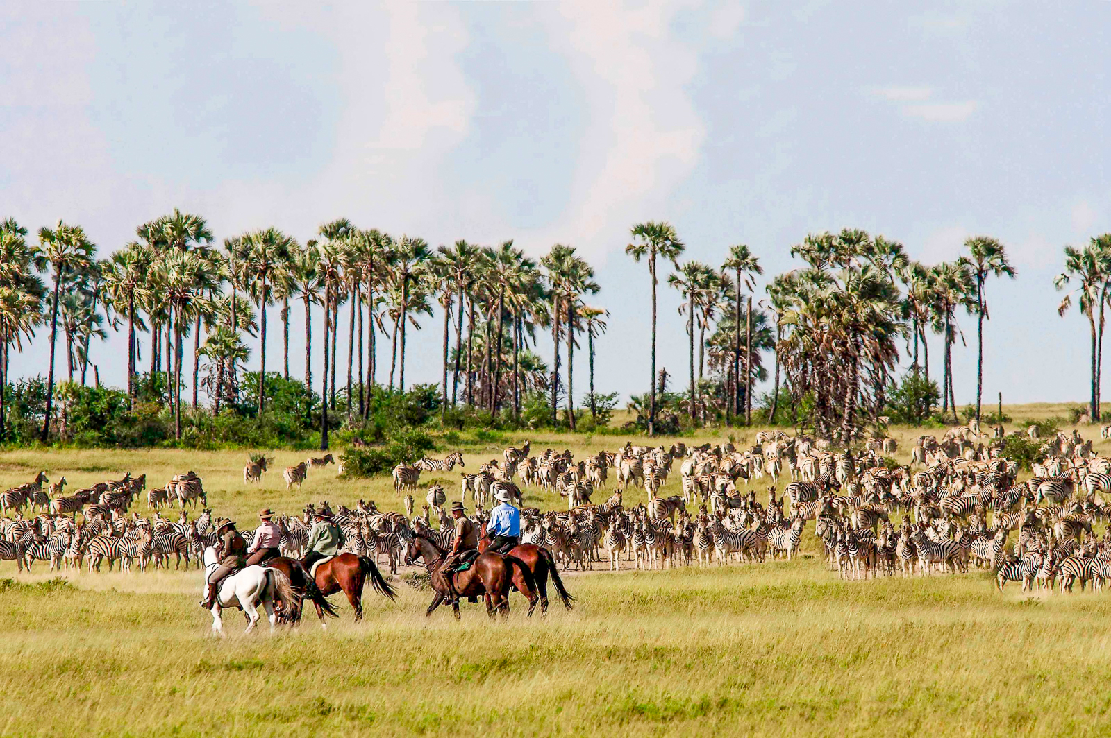 Riding past zebra in the Makgadikgadi Pans National Park near Jack's Private Camp