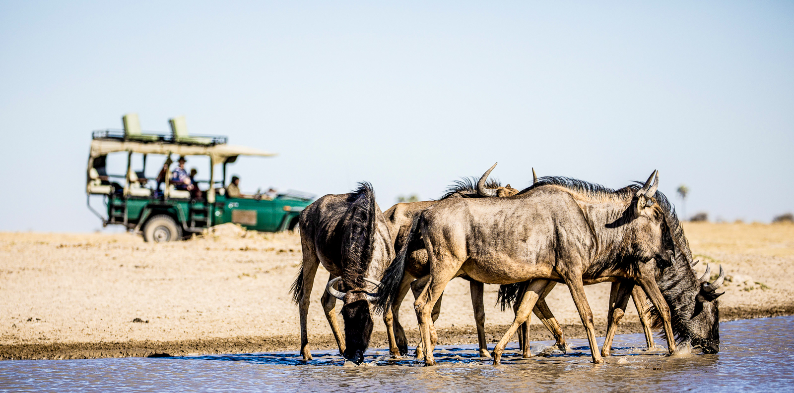 Wildebeest spotted drinking in the Makgadikgadi Pans National Park near Jack's Private Camp