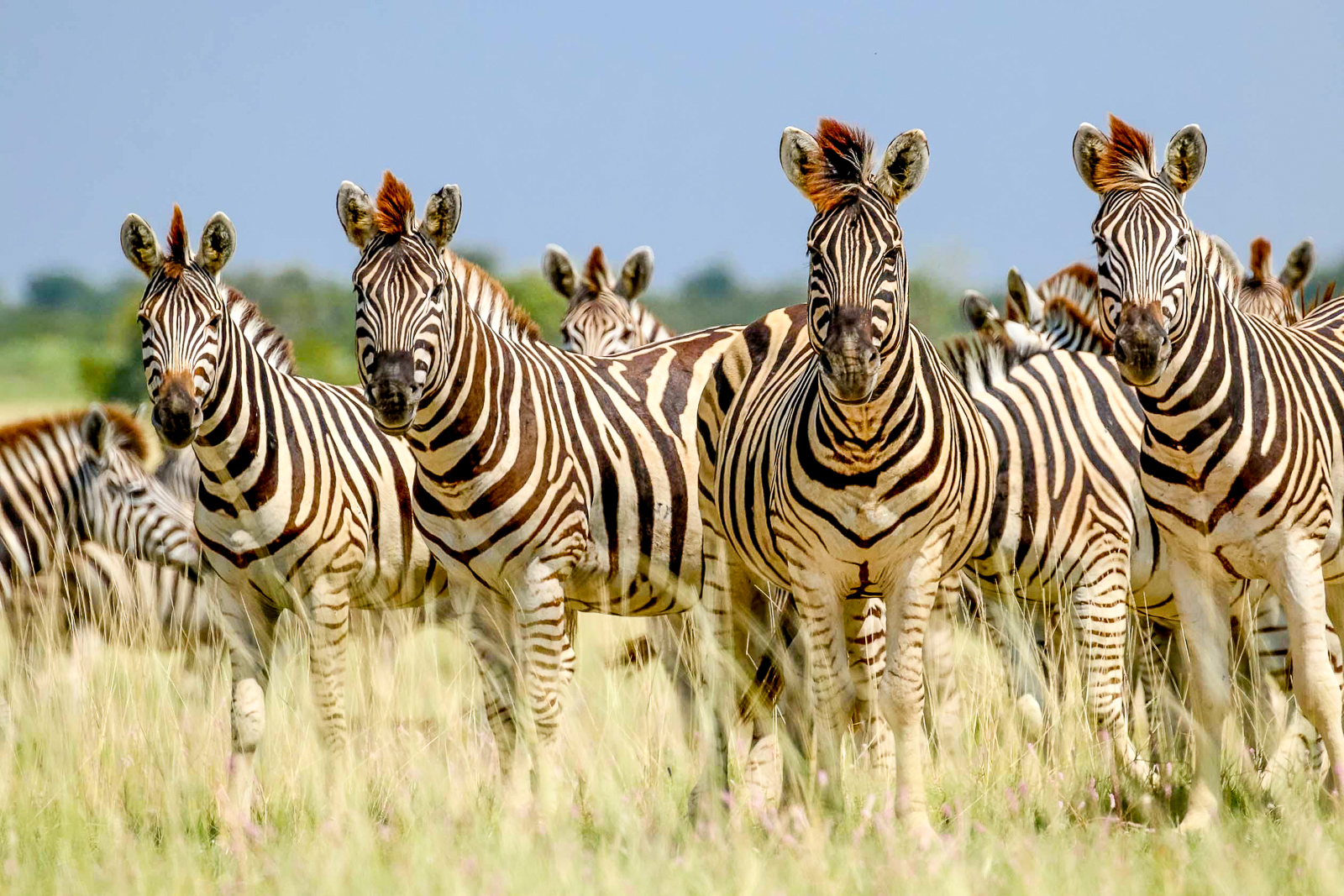 A herd of zebra spotted in the Makgadikgadi Pans National Park near Jack's Private Camp