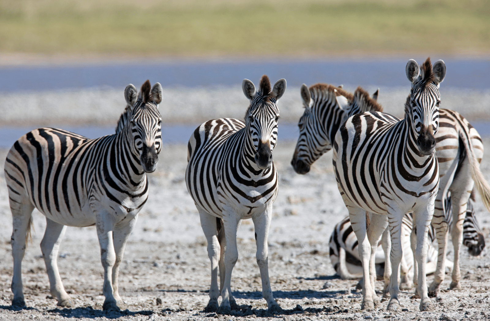Zebra in the Kalahari Desert, Botswana