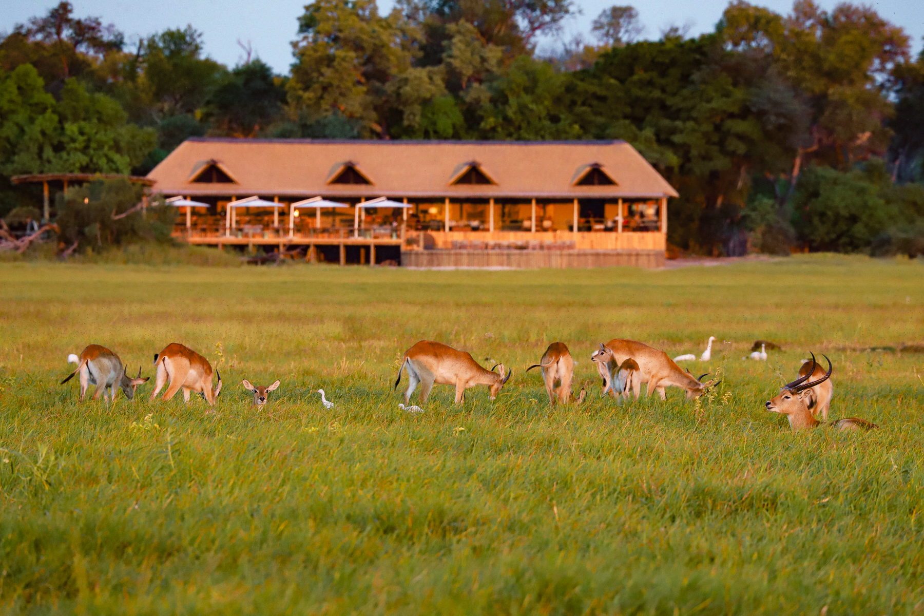 Gazelle outside Kanana Camp in the Okavango Delta