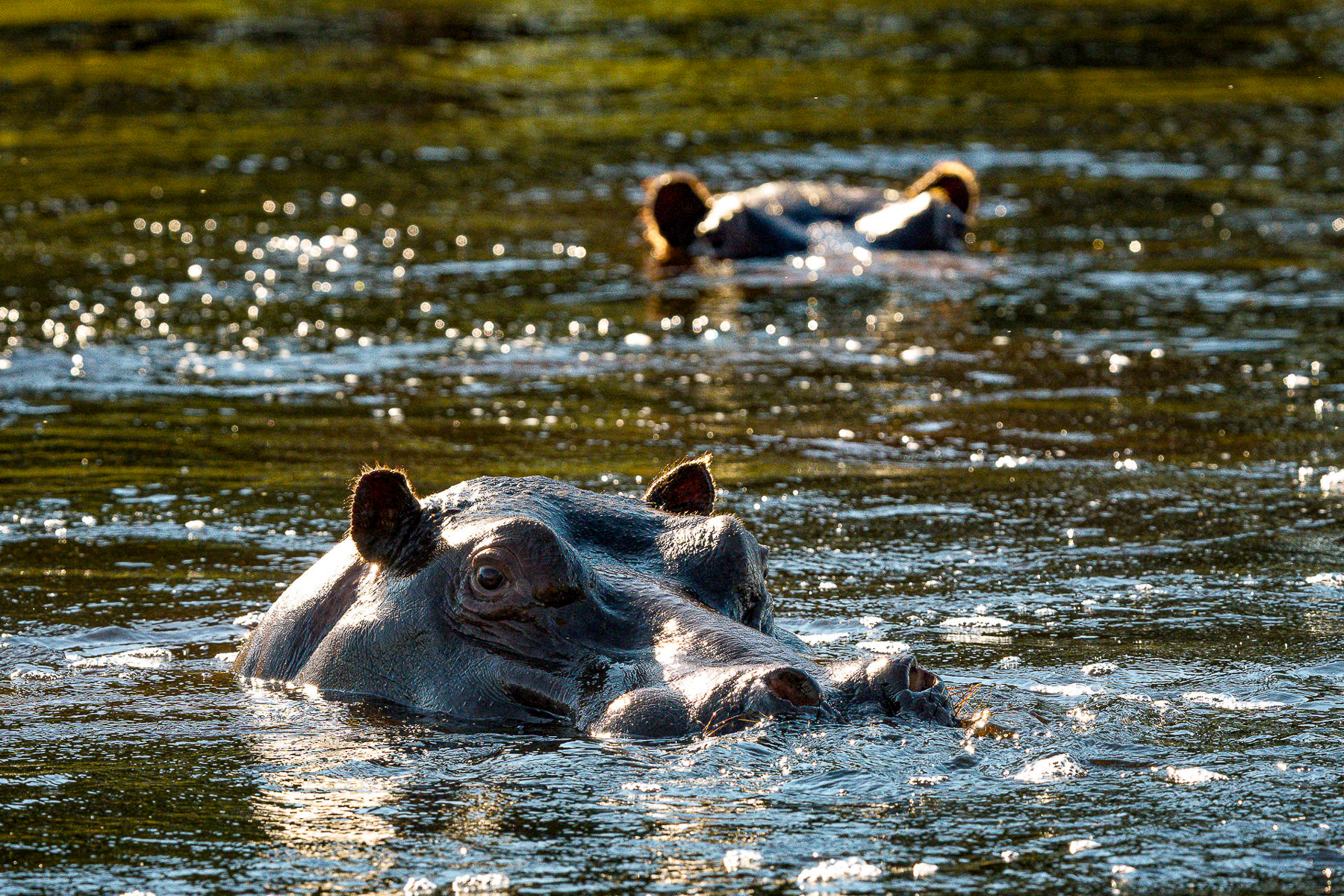 Hippos spotted on the grounds of Kanana Camp in the Okavango Delta
