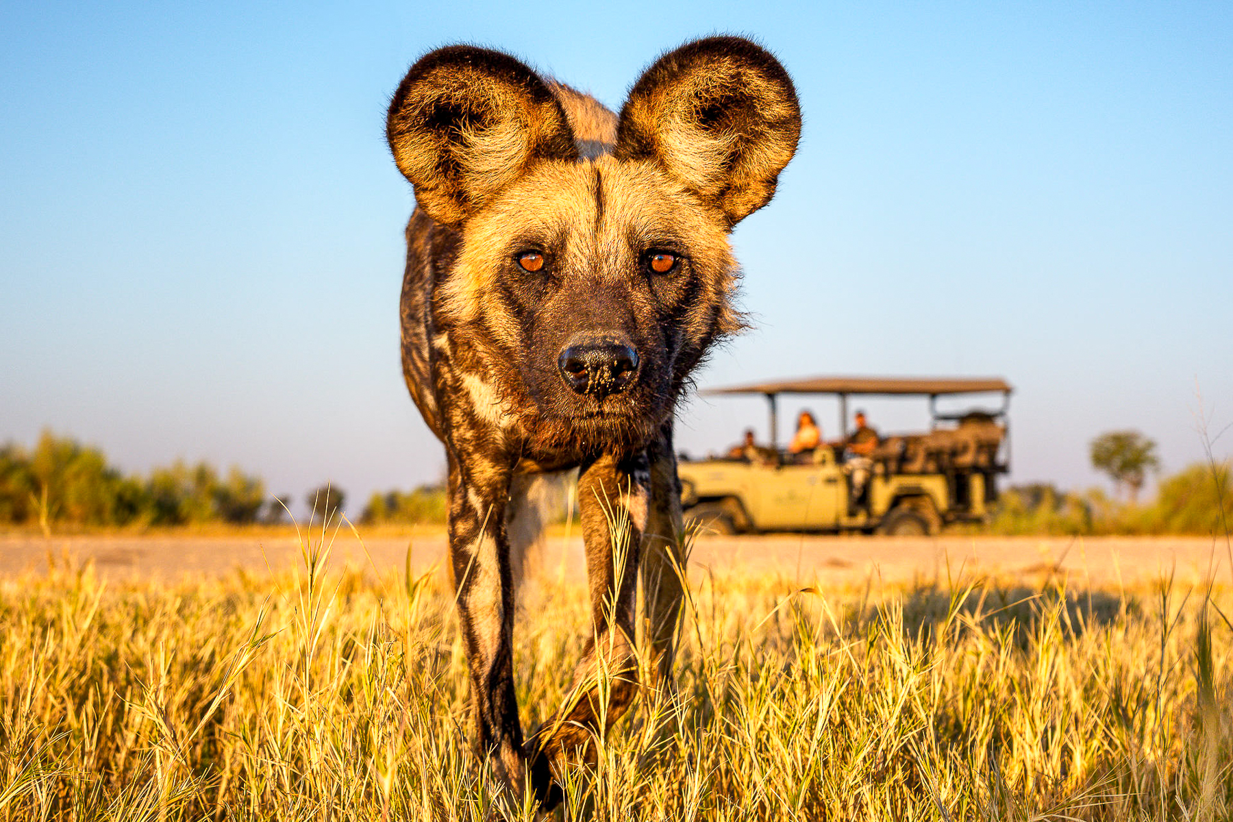 Wild dog spotted on a game drive from Kanana Camp in the Okavango Delta