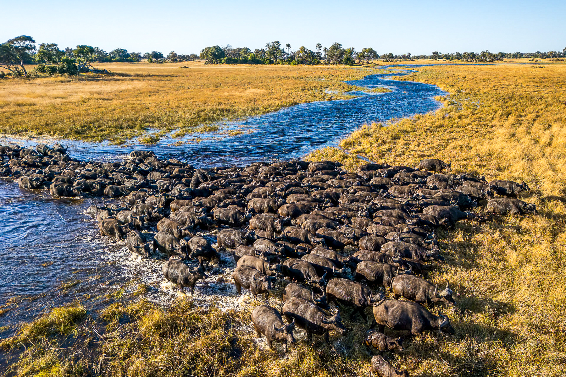 Wildebeest crossing a floodplain on the grounds of Kanana Camp in the Okavango Delta