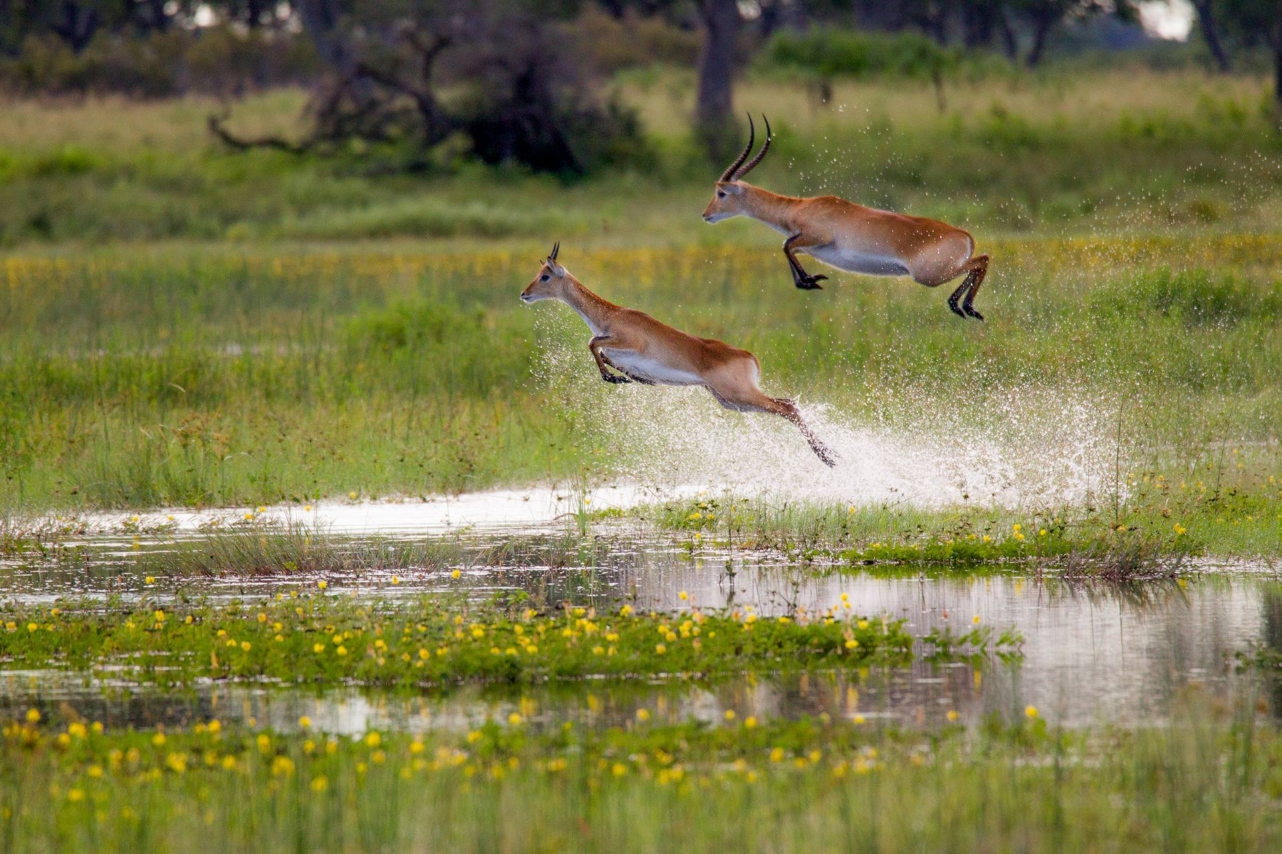 Gazelle leaping through the waters at Kwando Lagoon in the Kwando Reserve
