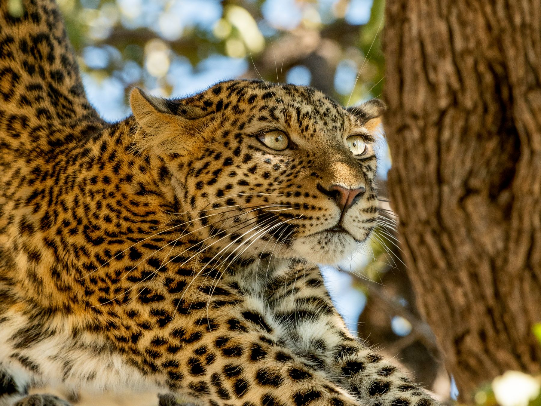 A leopard on the grounds of Kwando Lagoon camp on the Kwando Reserve