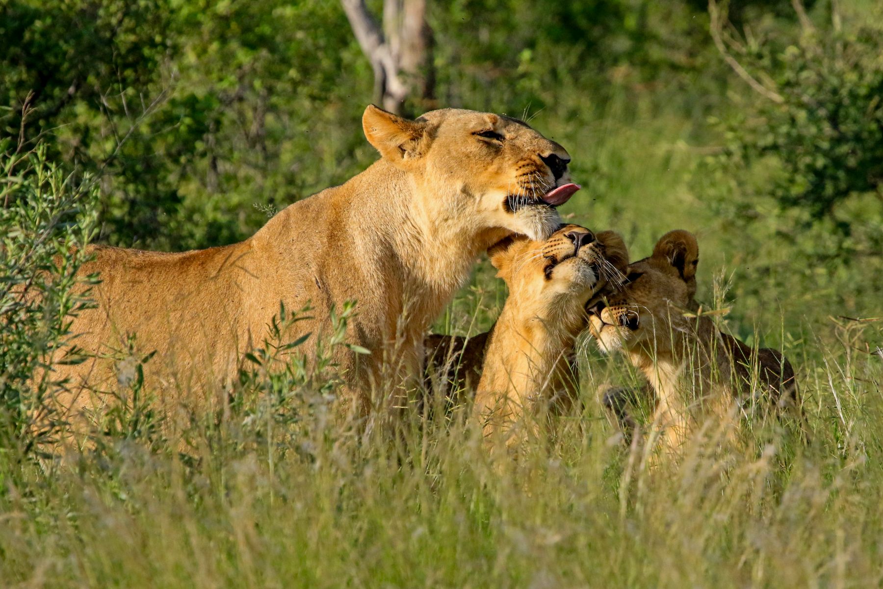 A lioness and cubs spotted on the grounds of Kwando Lagoon on the Kwando Reserve