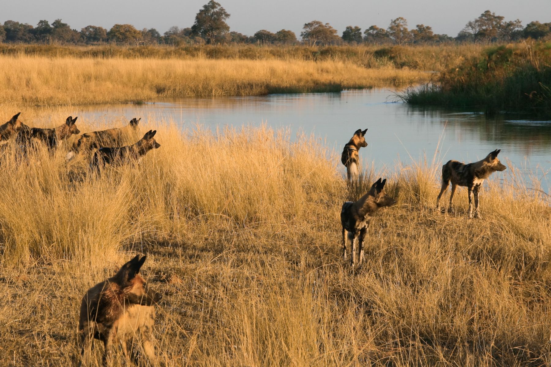 Wild dog spotted on the grounds of Kwando Lagoon camp on the Kwando Reserve