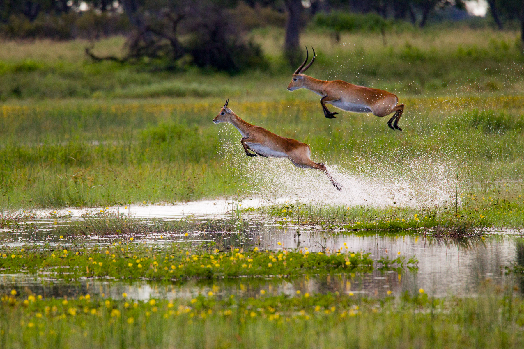 Deer leaping through the water near Kwando Lagoon Camp in the Okavango Delta