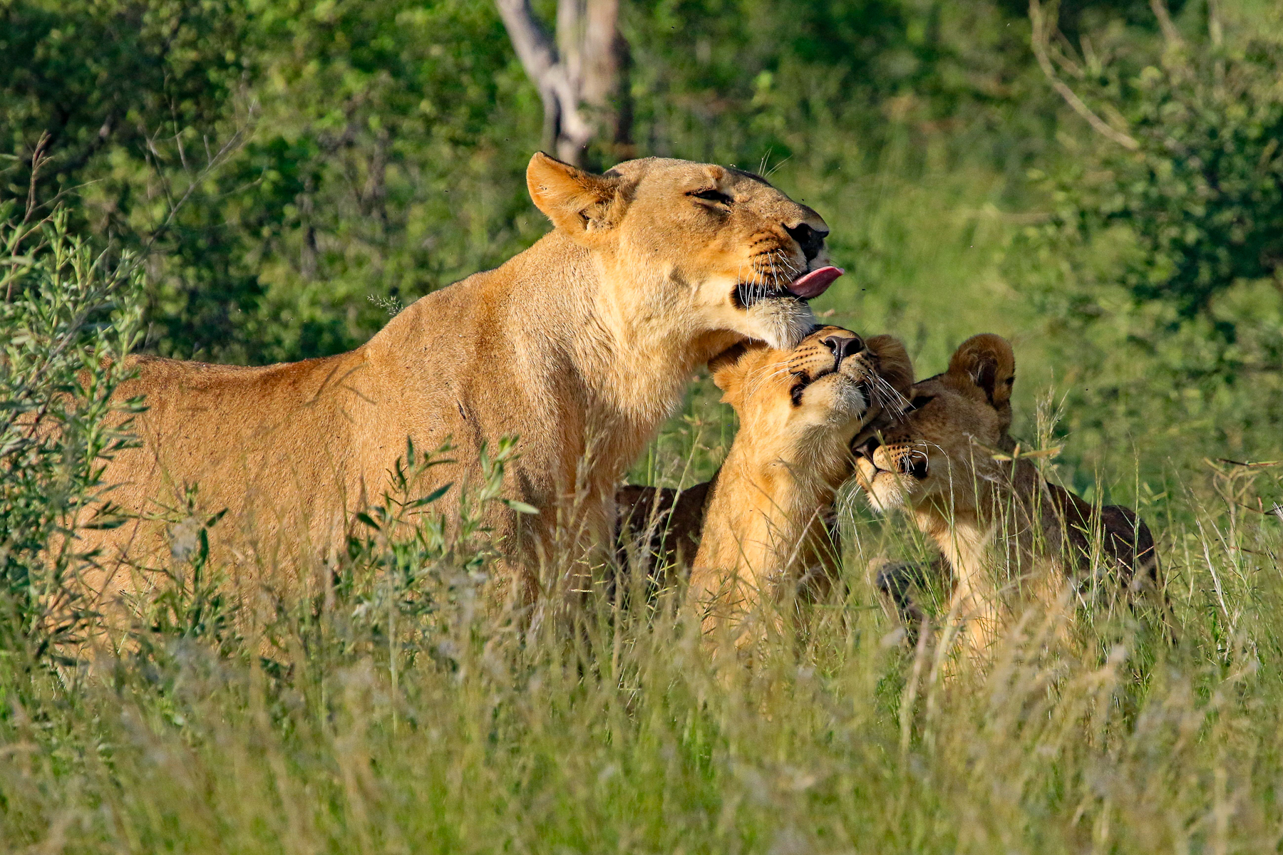 A lioness and cubs spotted on the grounds of Kwando Lagoon camp in the Okavango Delta