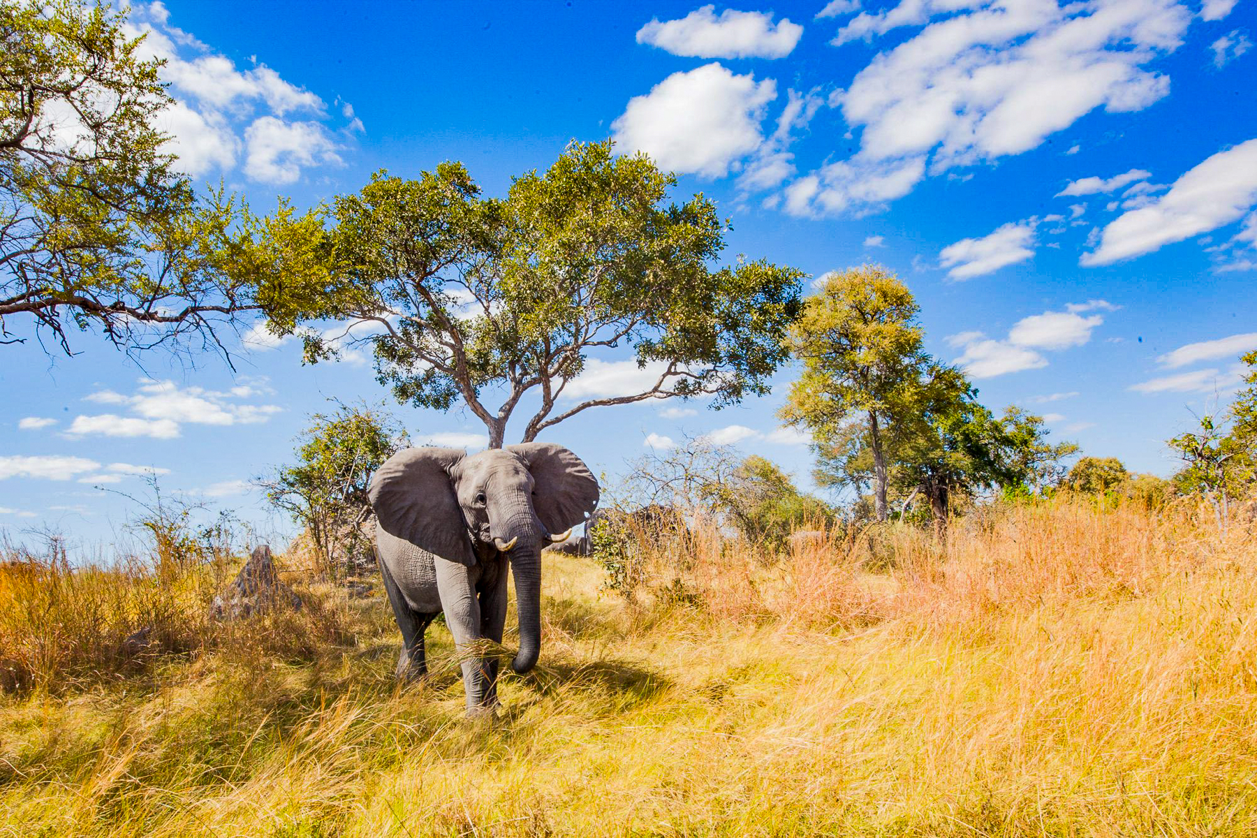 An elephant spotted on the grounds of Kwando Lagoon Camp in the Okavango Delta