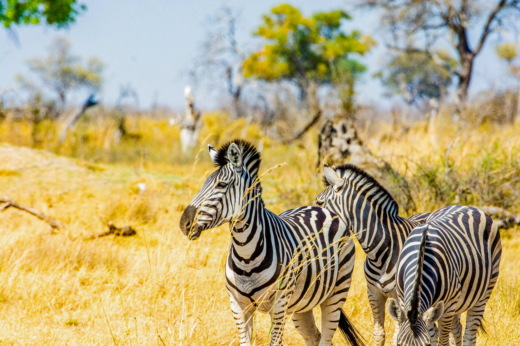 Zebras spotted on the grounds of Kwando Lebala in Botswana