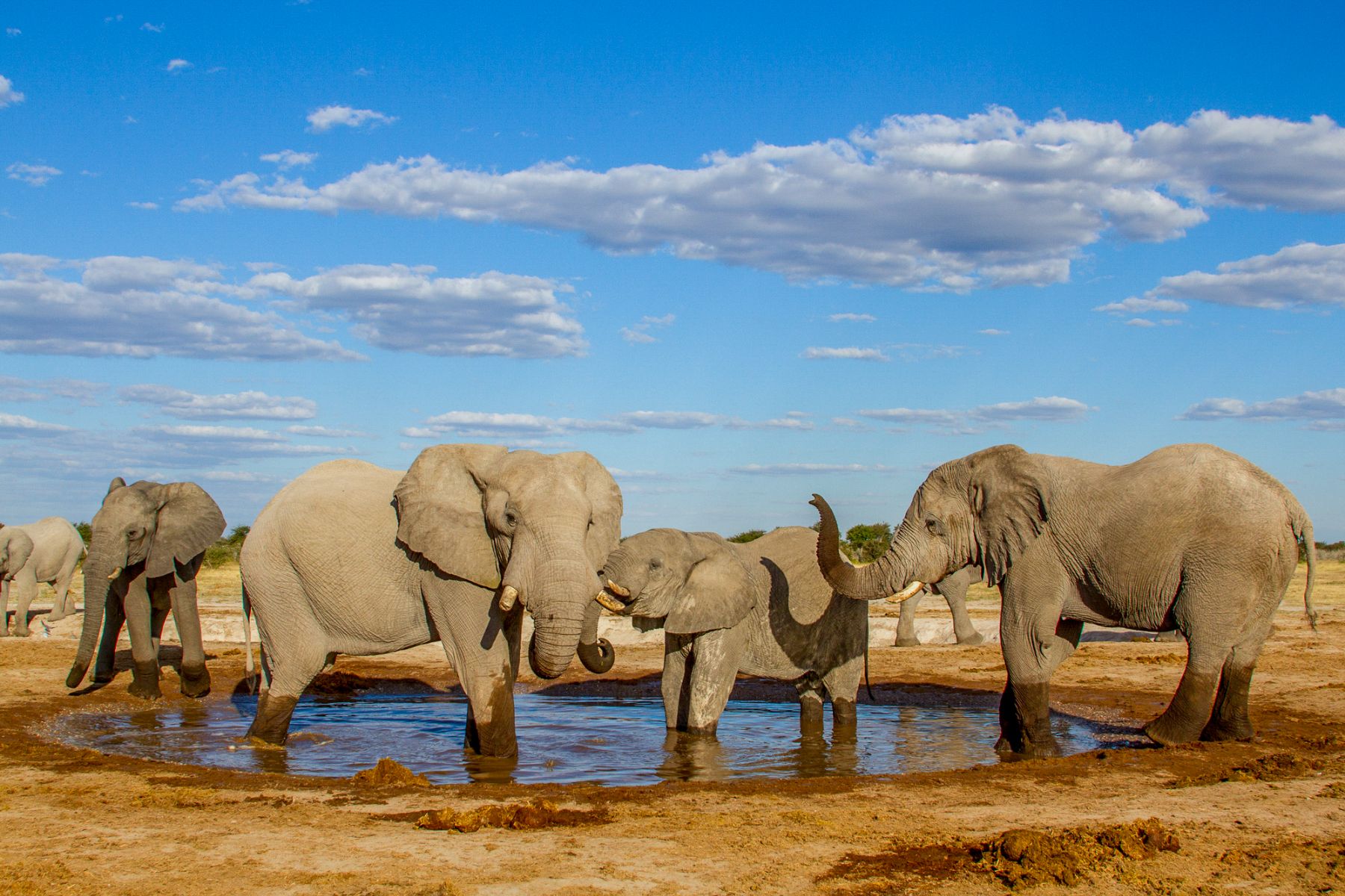 Elephants spotted at Kwando Nxai Pan camp in the Nxai Camp National Park