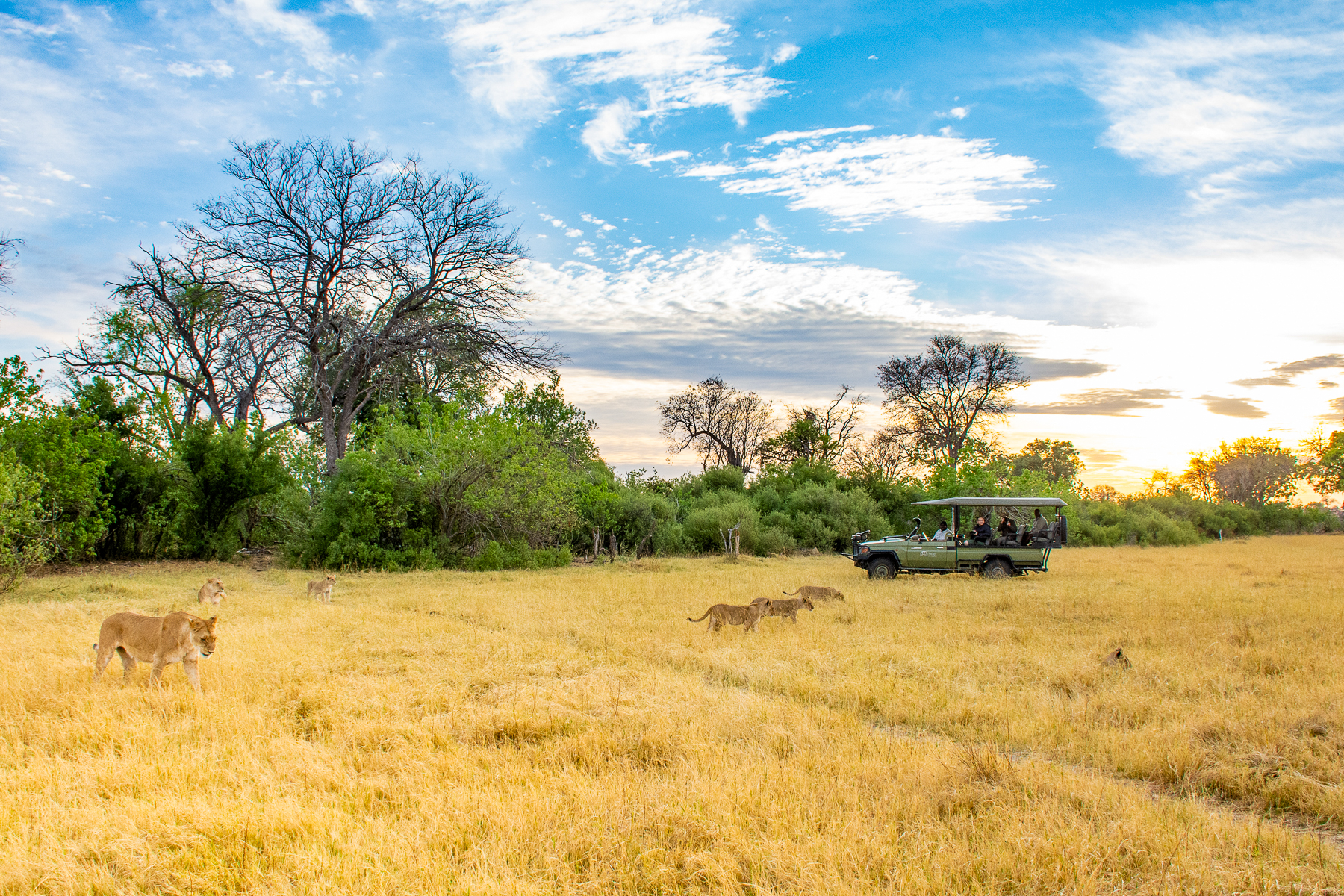 Lions spotted on a game drive from Kwando Splash Camp in the Okavango Delta