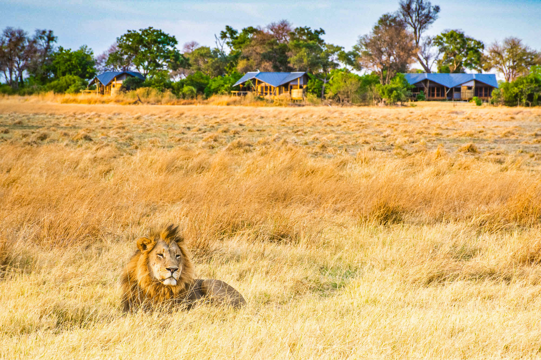 A lion spotted in front of Kwando Splash Camp in the Okavango Delta