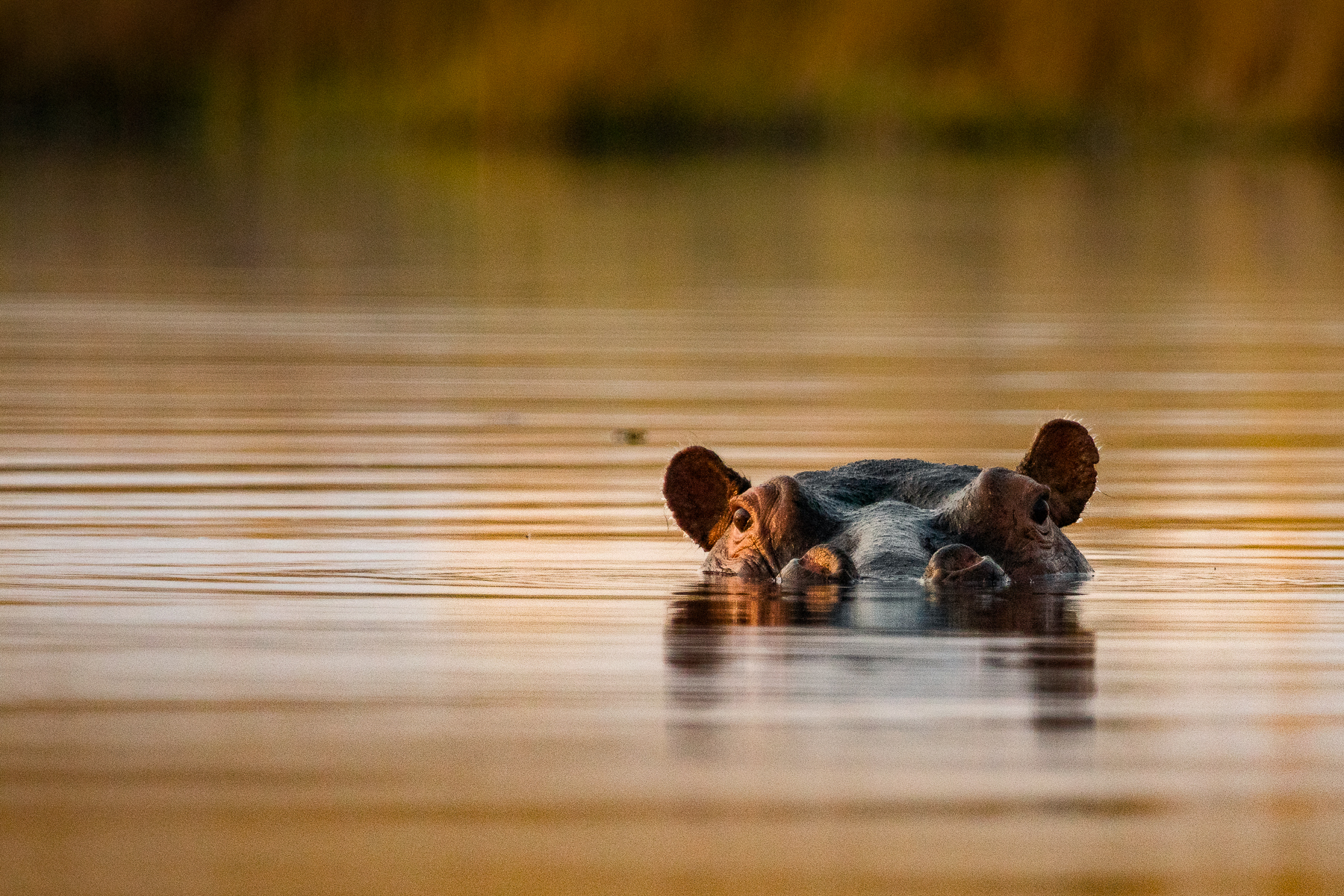 A hippo spotted bathing in the floodplains at Kwando SPlash Camp in the Okavango Delta