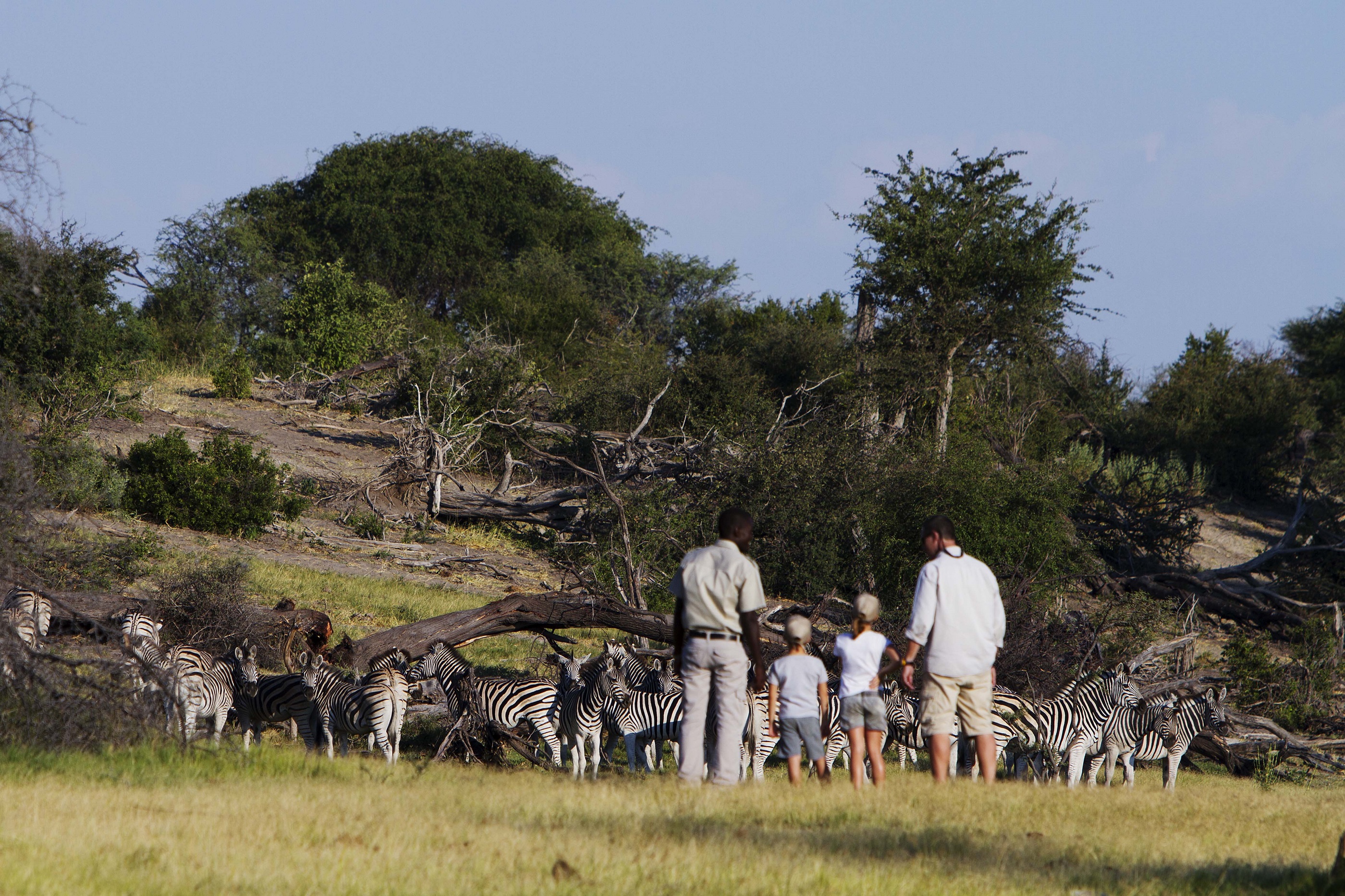 Zebras and guests at Leroo La Tau