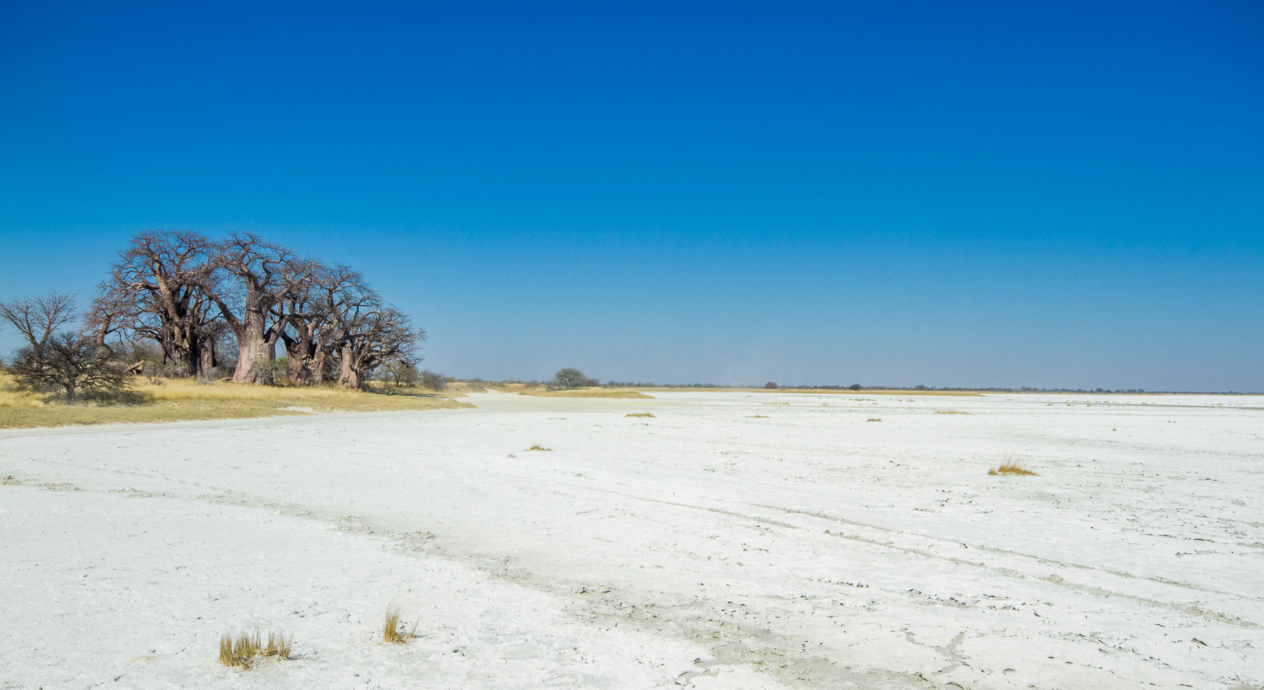 Baobab trees near Leroo La Tau in the Makgadikgadi Pans National Park