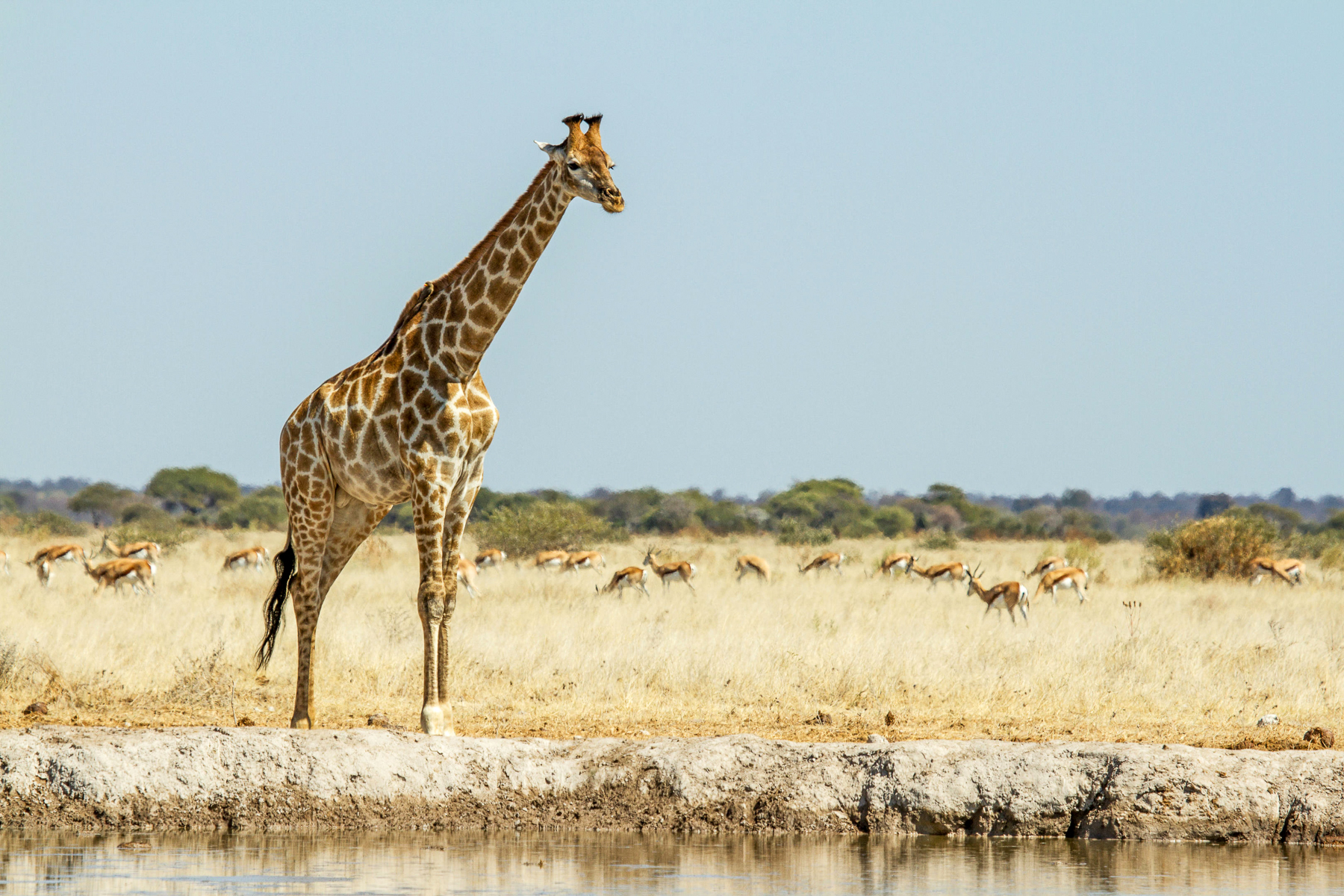 A giraffe sighted near Leroo La Tau in the Makgadikgadi Pans National Park