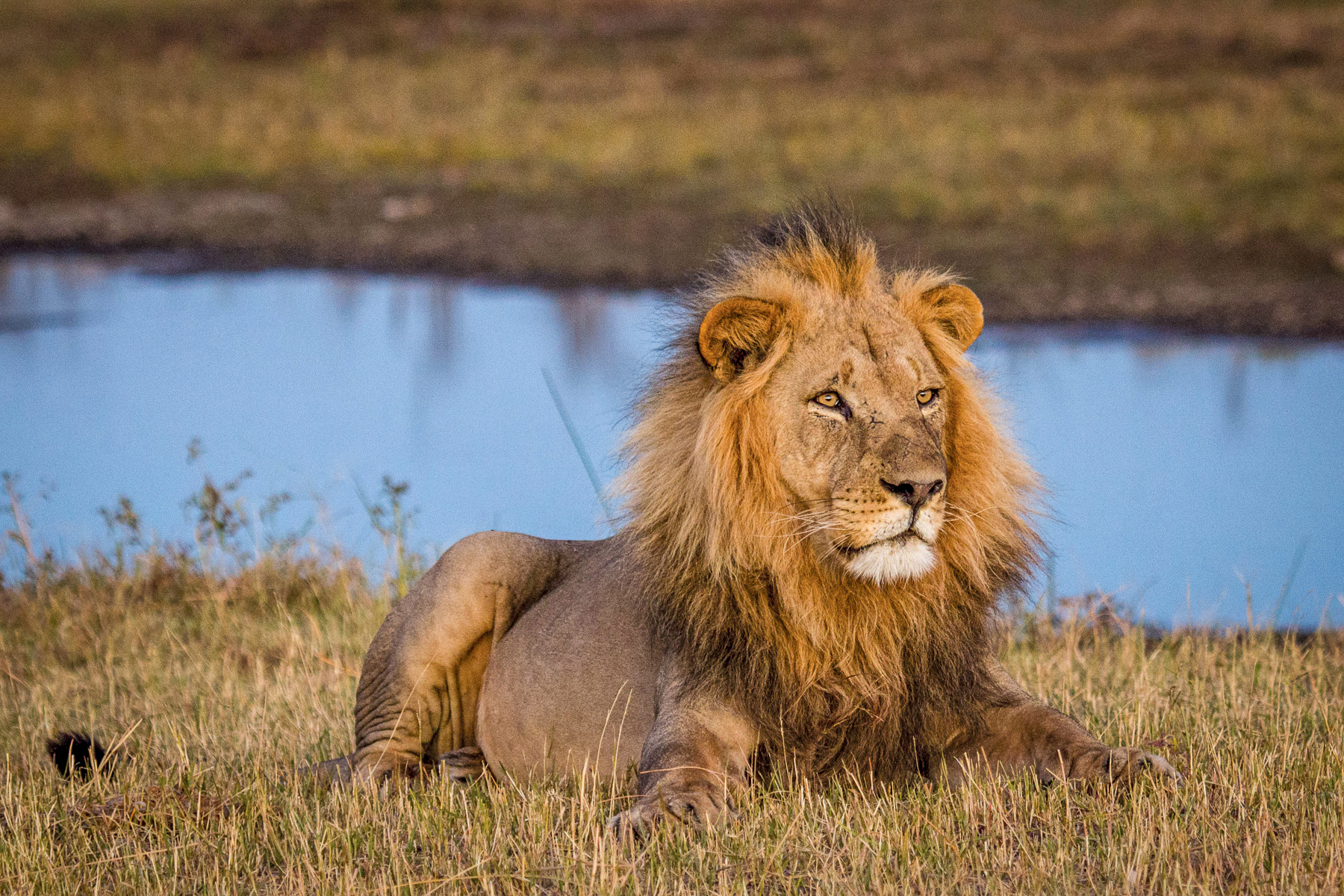 A lion sighted near Leroo La Tau in the Makgadikgadi Pans National Park