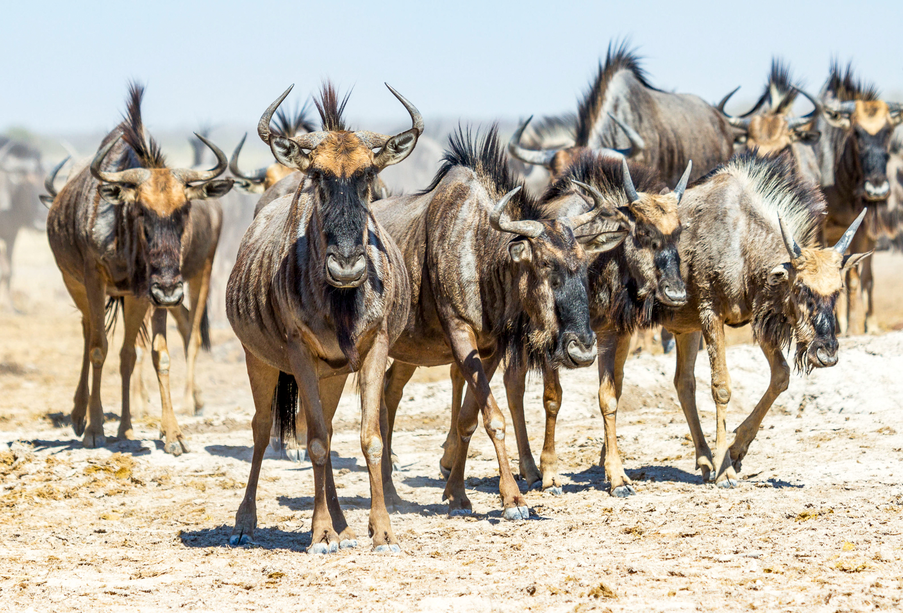 Wildebeest sighted near Leroo La Tau in the Makgadikgadi Pans National Park