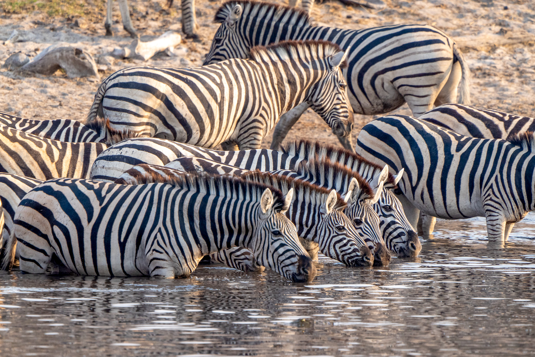 Zebra drinking from the river near Leroo La Tau in the Makgadikgadi Pans National Park