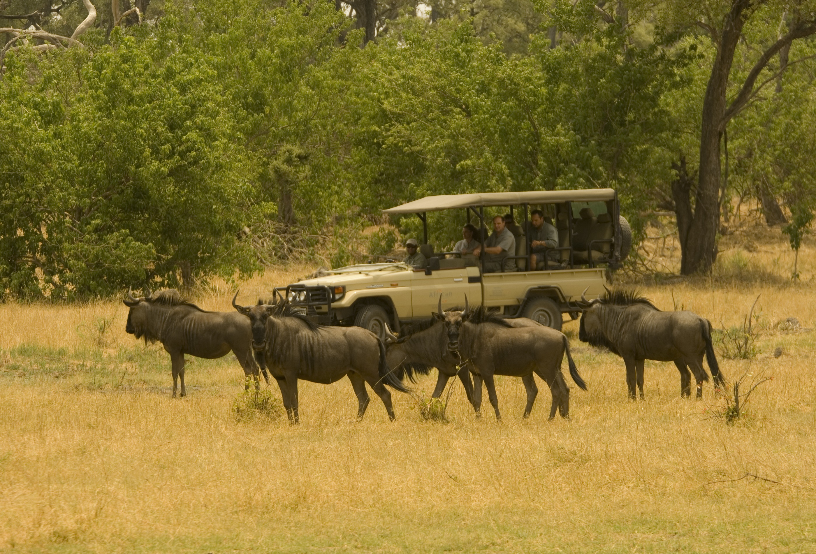 botswana or south africa safari