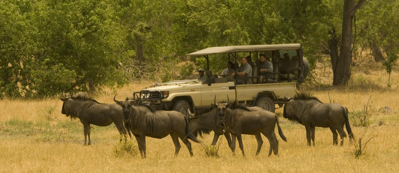 A game drive from Linyanti Bush Camp