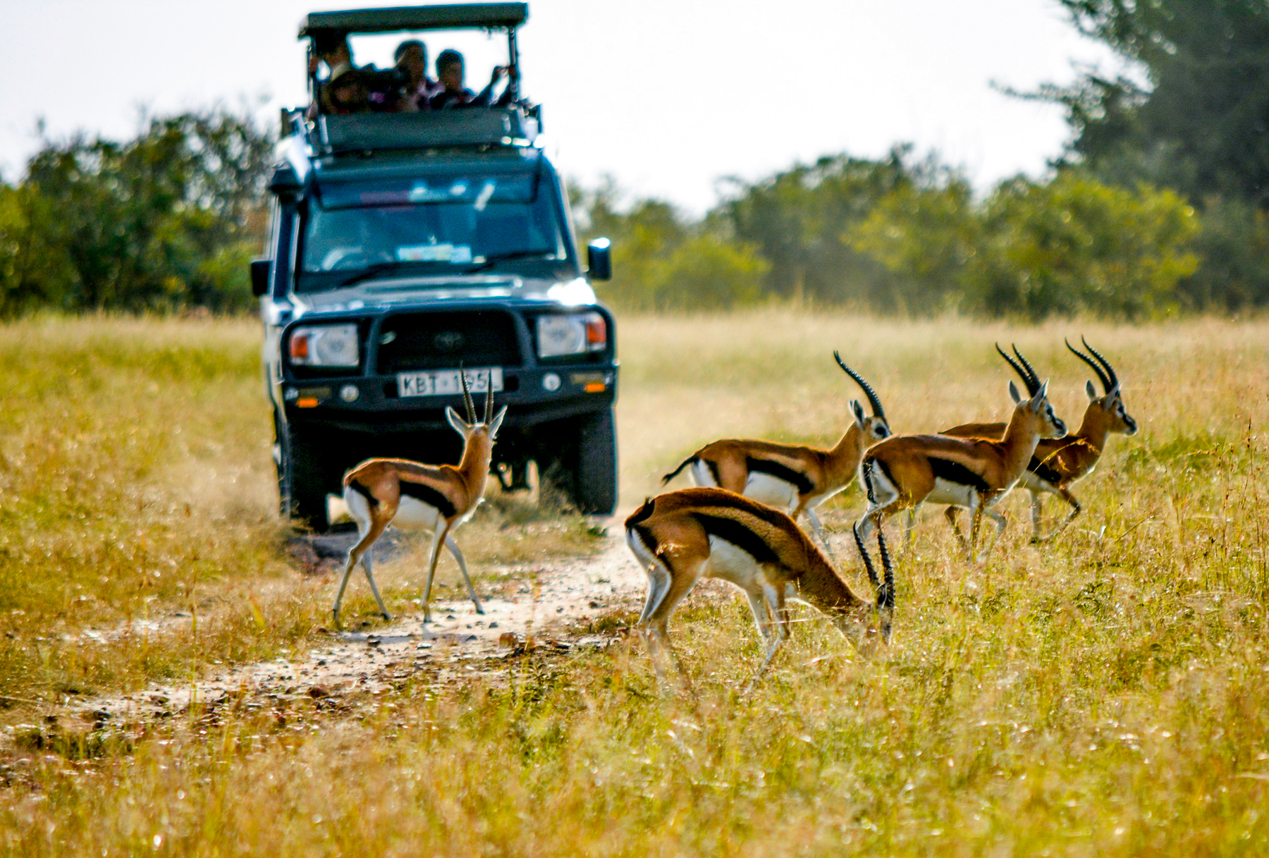 Springbok spotted on a game drive in Botswana