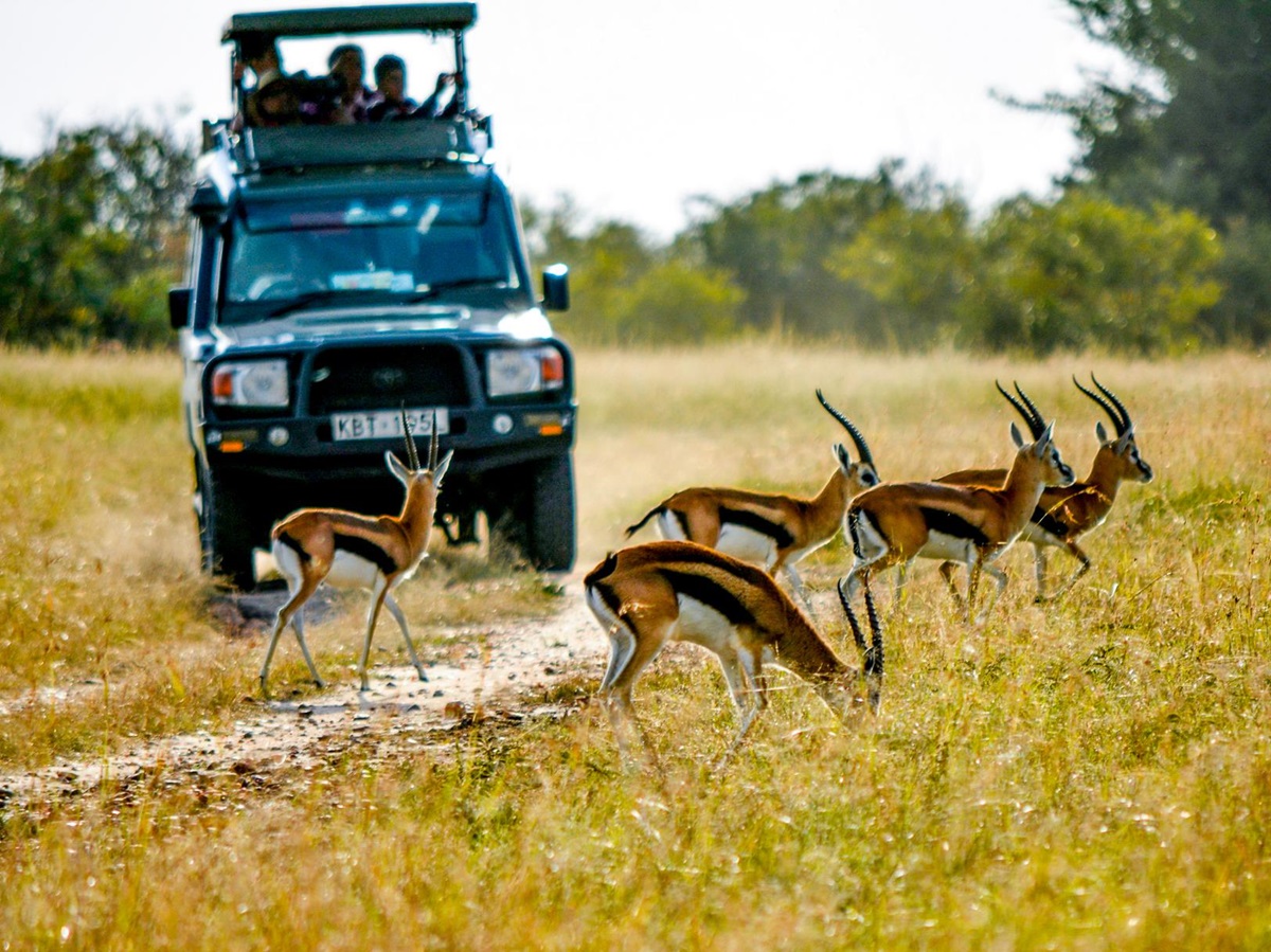 Springbok spotted on a game drive in Botswana