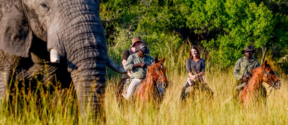 Elephants spotted during a riding safari in the Okavango Delta from Macatoo Camp