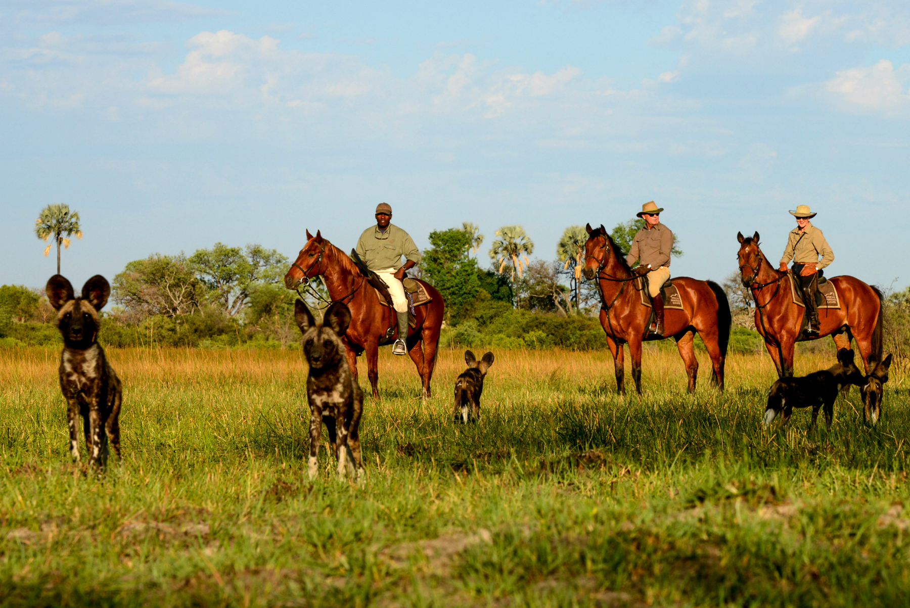 Wild dog spotted on a riding safari in the Okavango Delta from Macatoo Camp