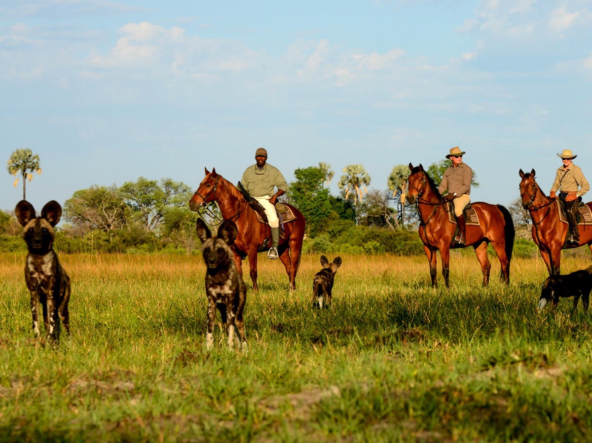 Wild dog spotted on a riding safari in the Okavango Delta from Macatoo Camp