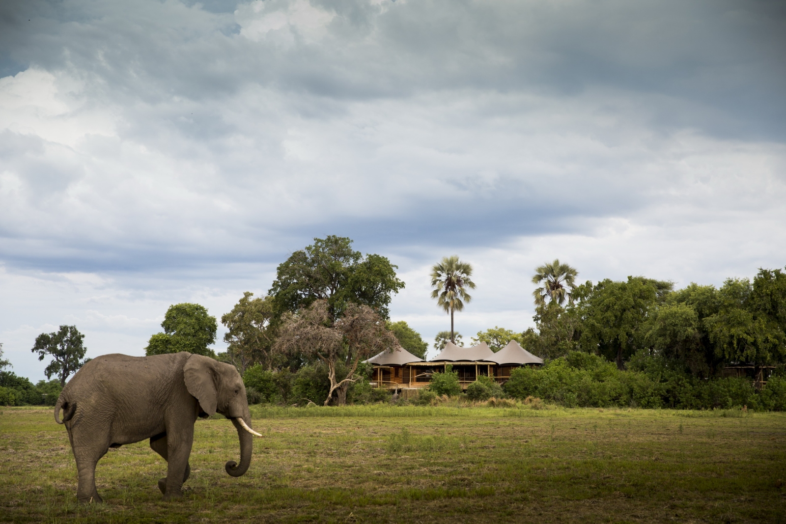 elephant standing in front of Mombo Camp
