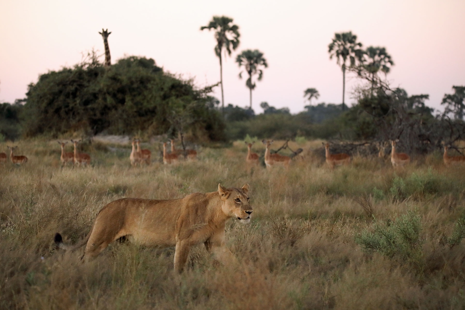 Lioness walking past a herd of Impala