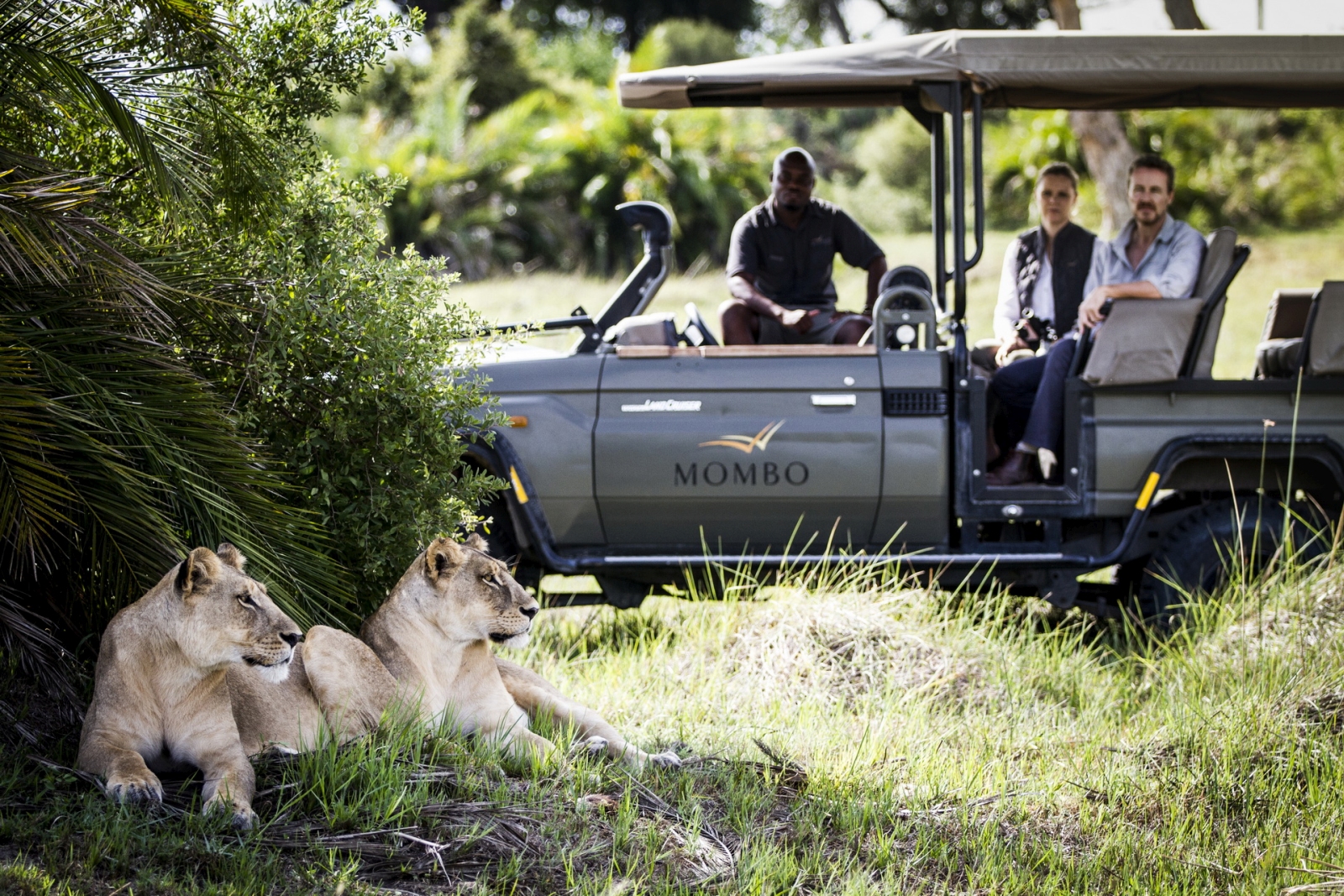 Two lionesses enjoying the shade with Mombo camp Safari vehicle parked behind