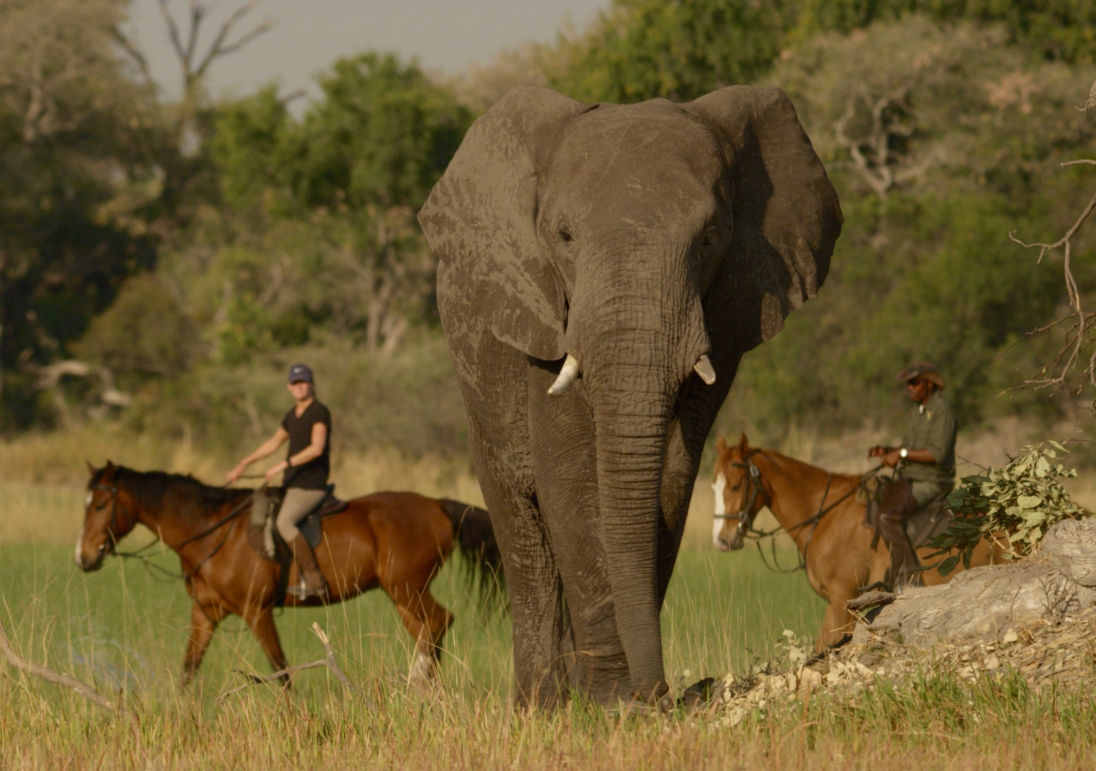 Elephant looking into the camera with two riders behind it