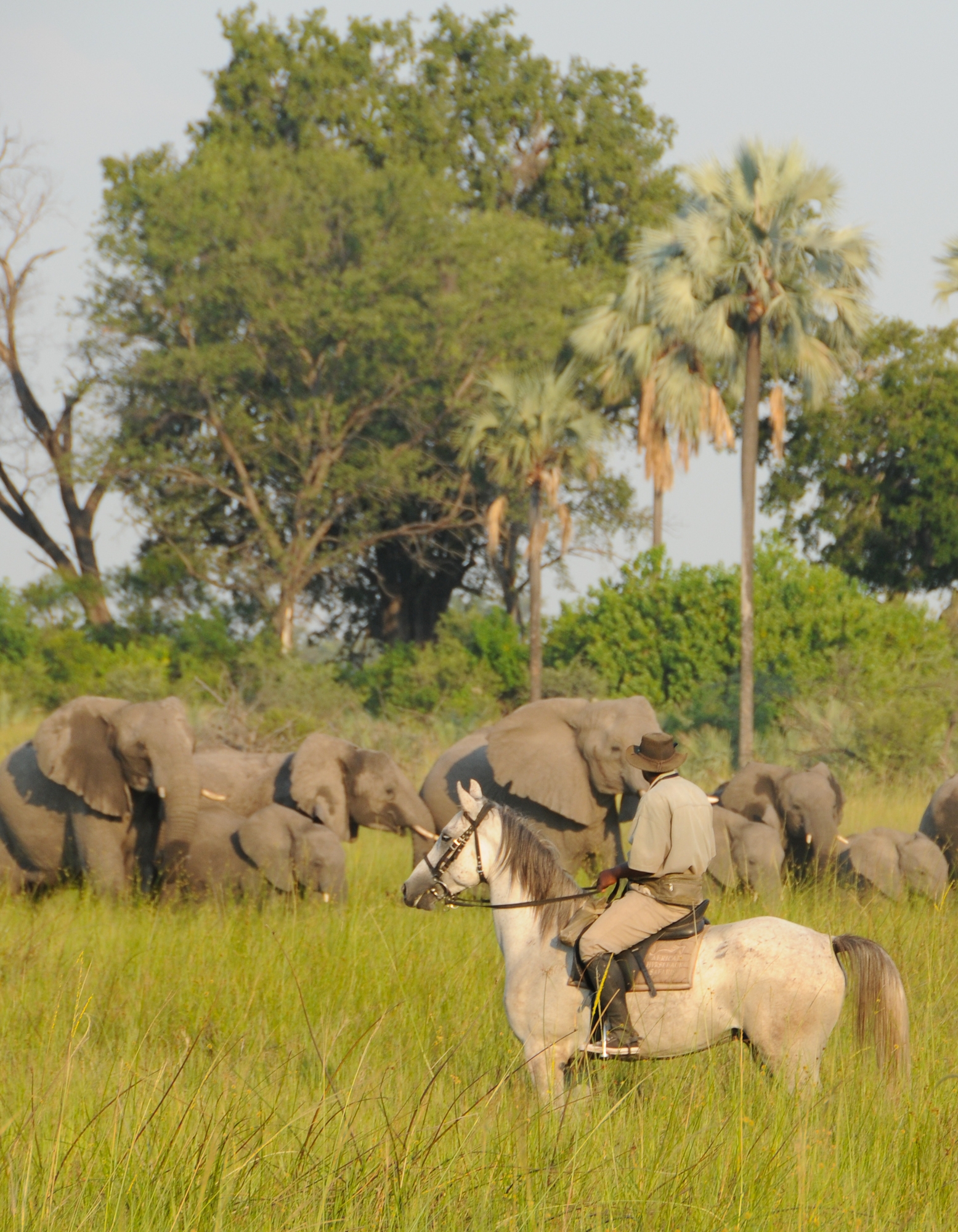 Rider watching a herde of elephants