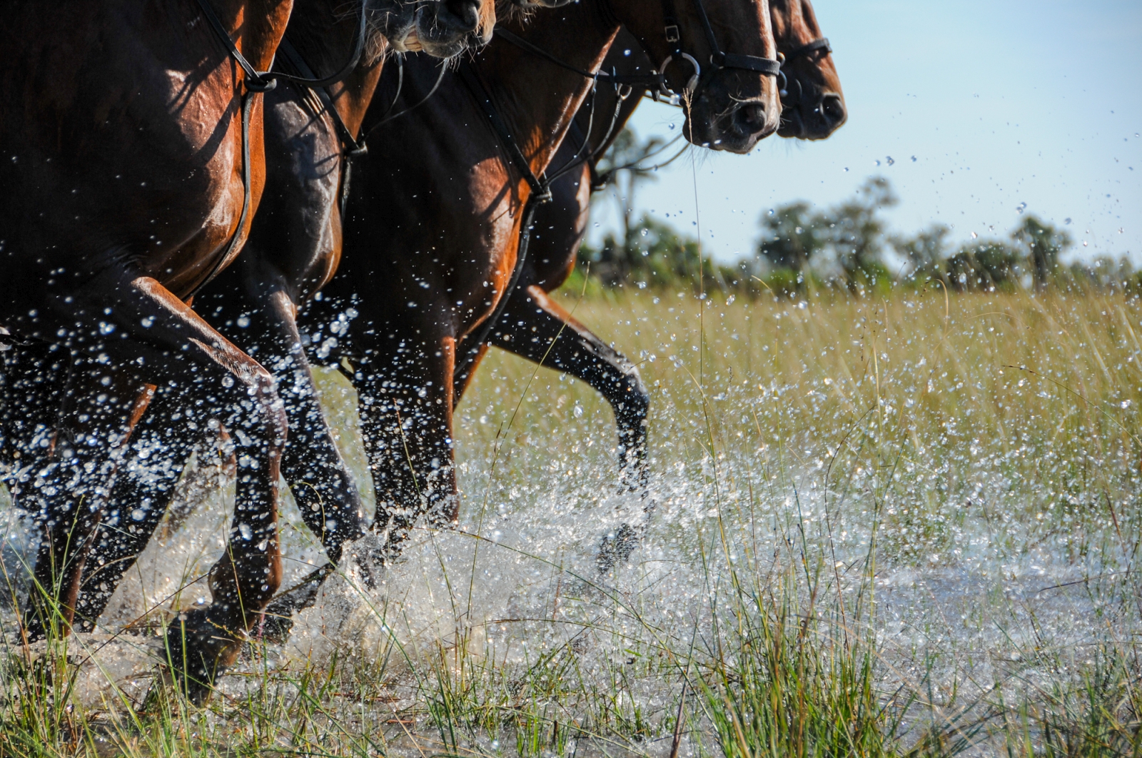 Closeup of horses' front legs splashing through the waters of the Okavango