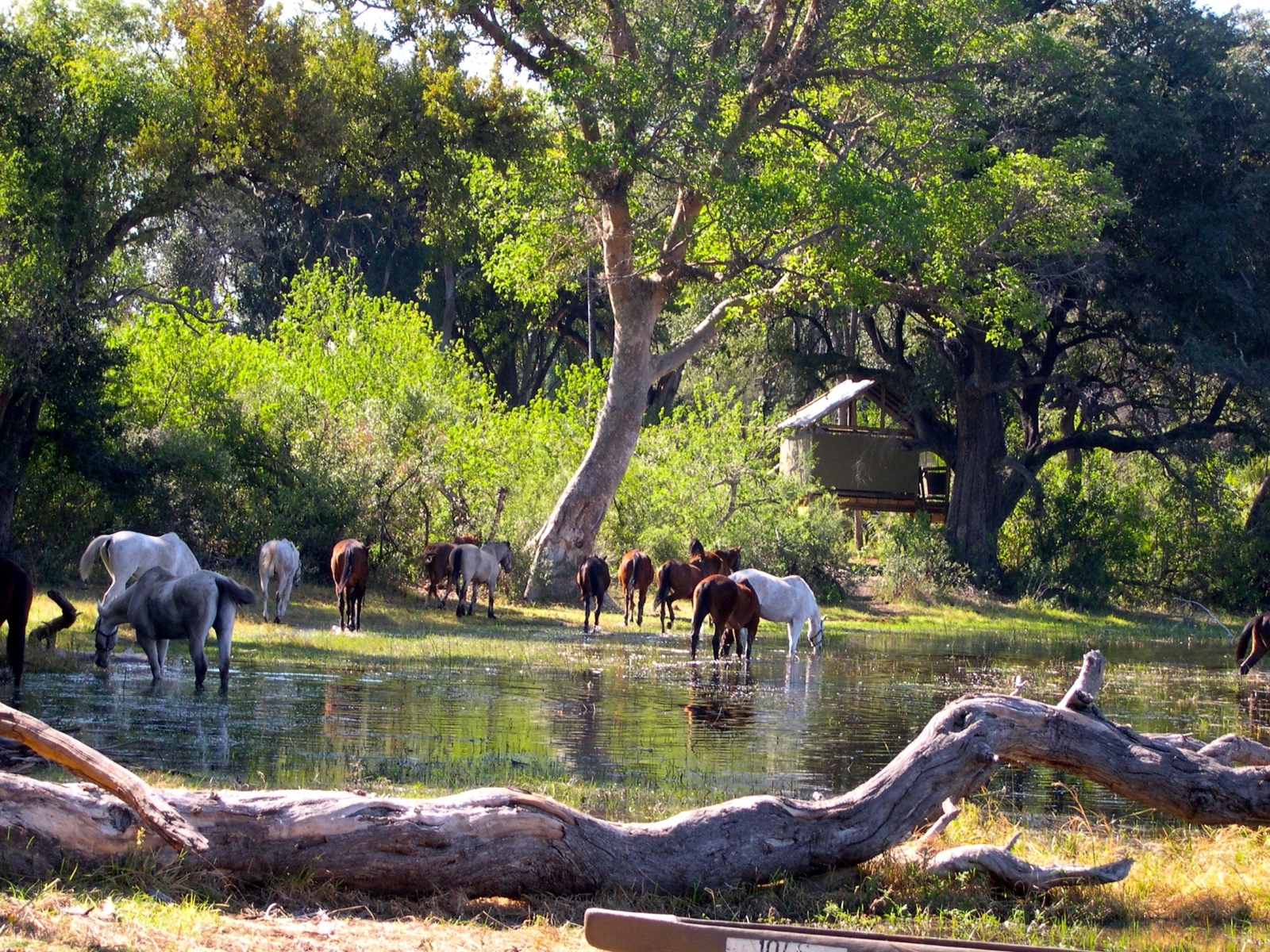 Horses in a river in front of camp