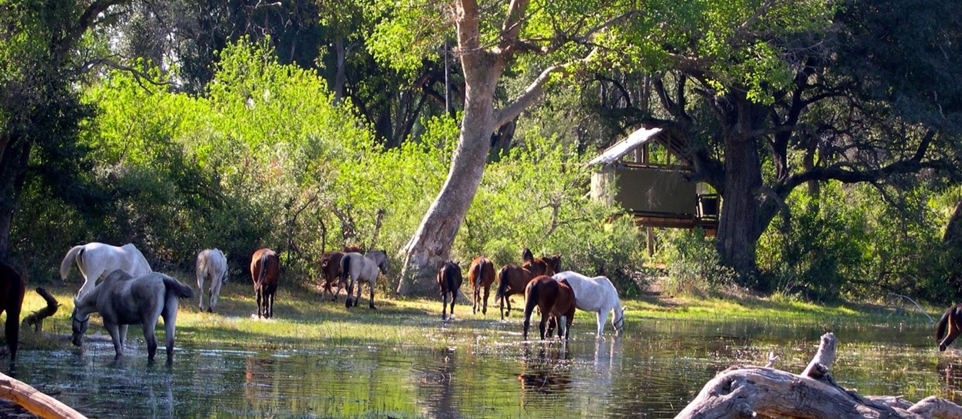 Horses in a river in front of camp