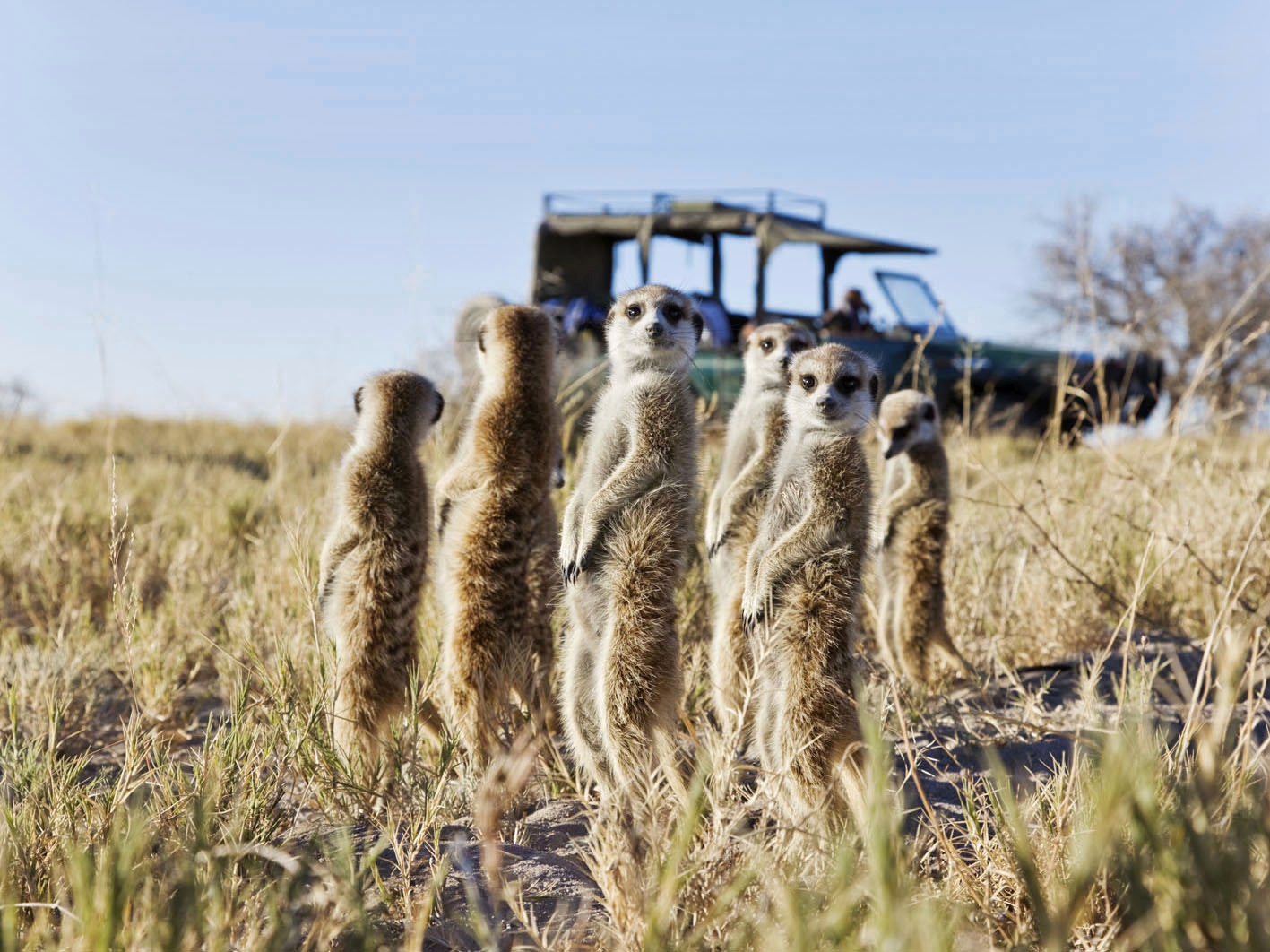Meerkats looking around with a safari vehicle in the background
