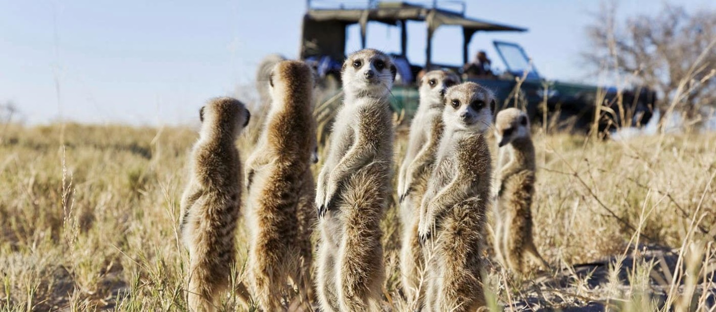 Meerkats looking around with a safari vehicle in the background