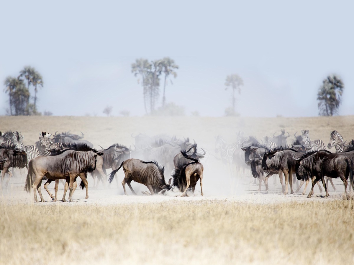 Witness the migration near San Camp